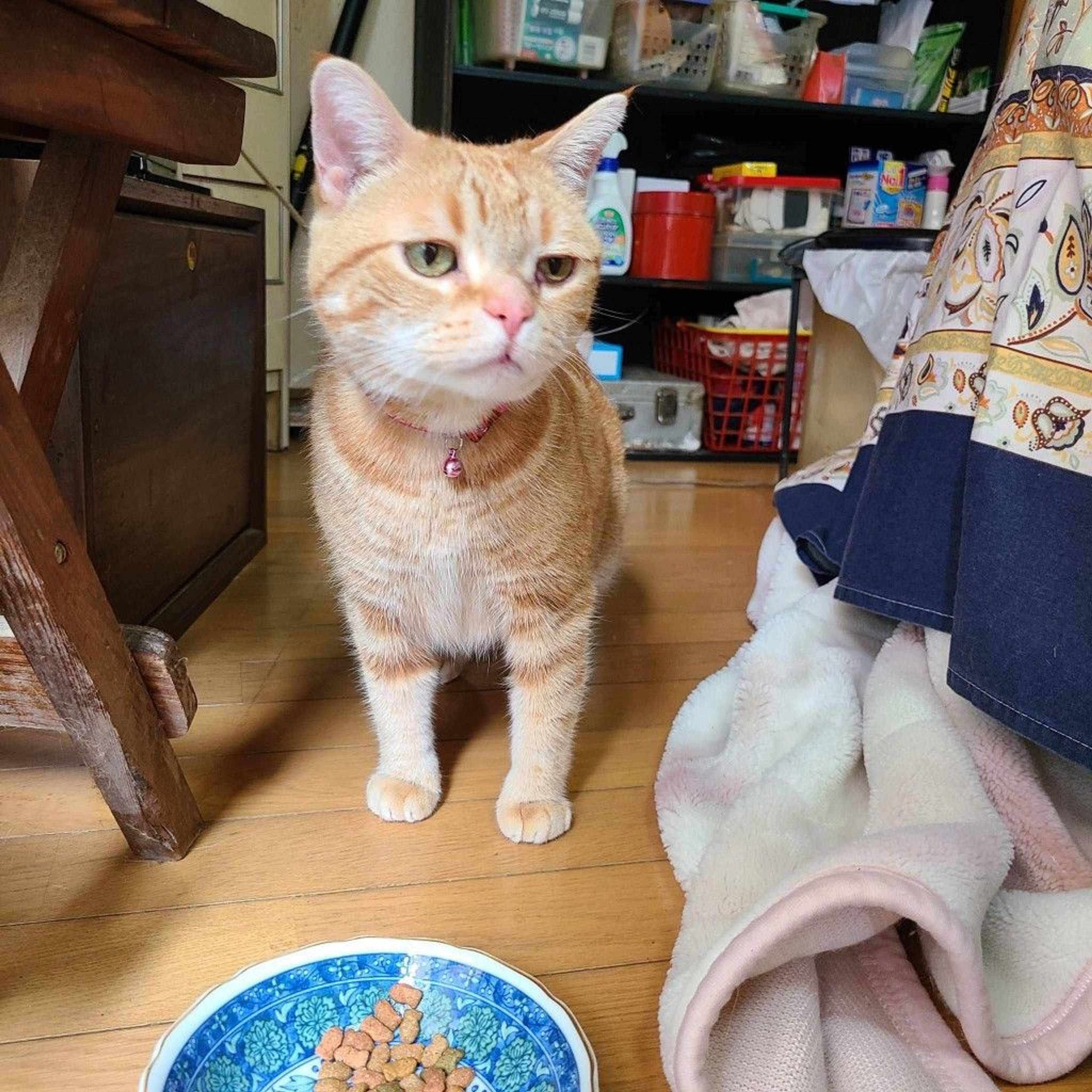 雑種（ミックス猫）・メスの里親募集の写真