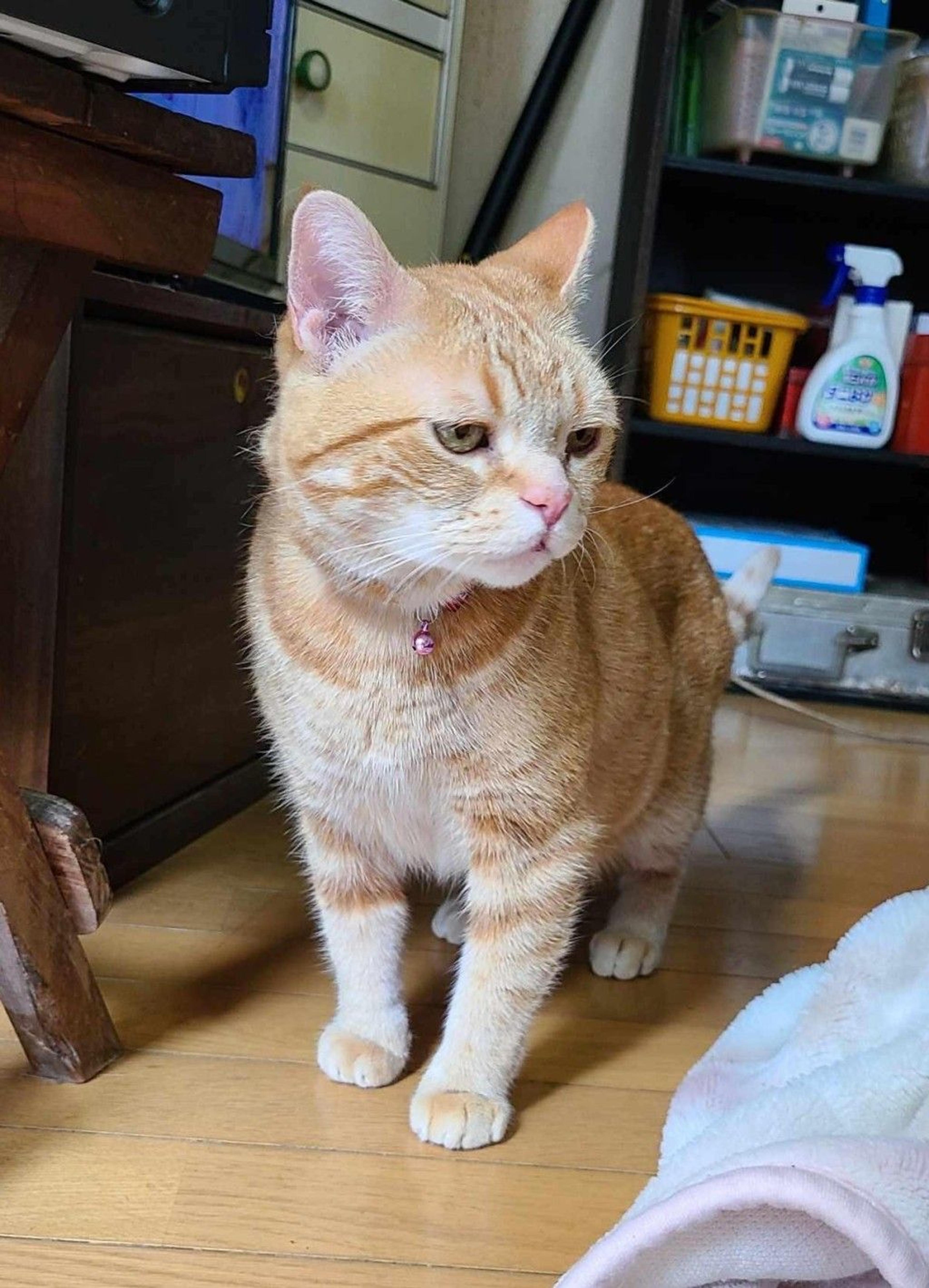 pet-image-2