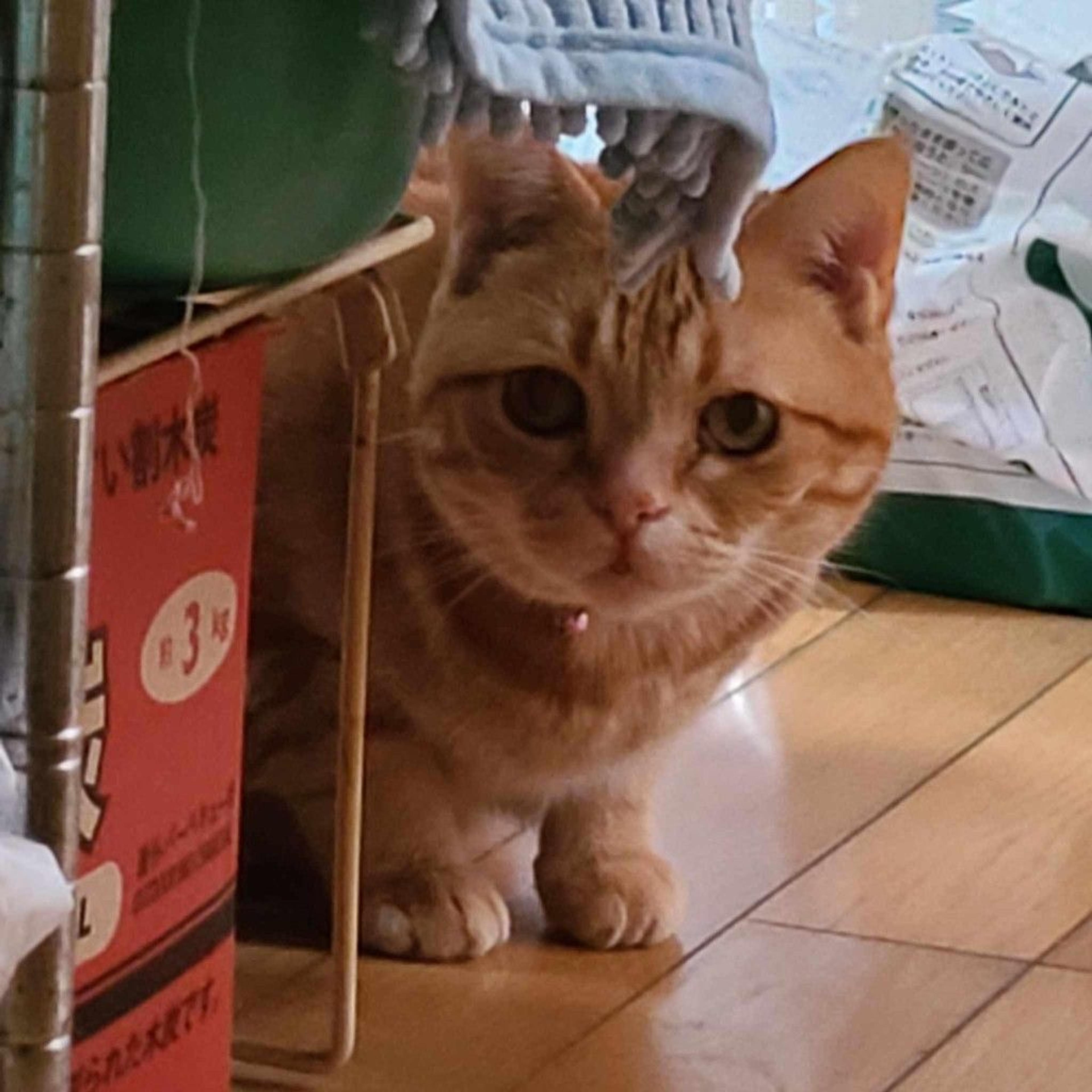 pet-image-3
