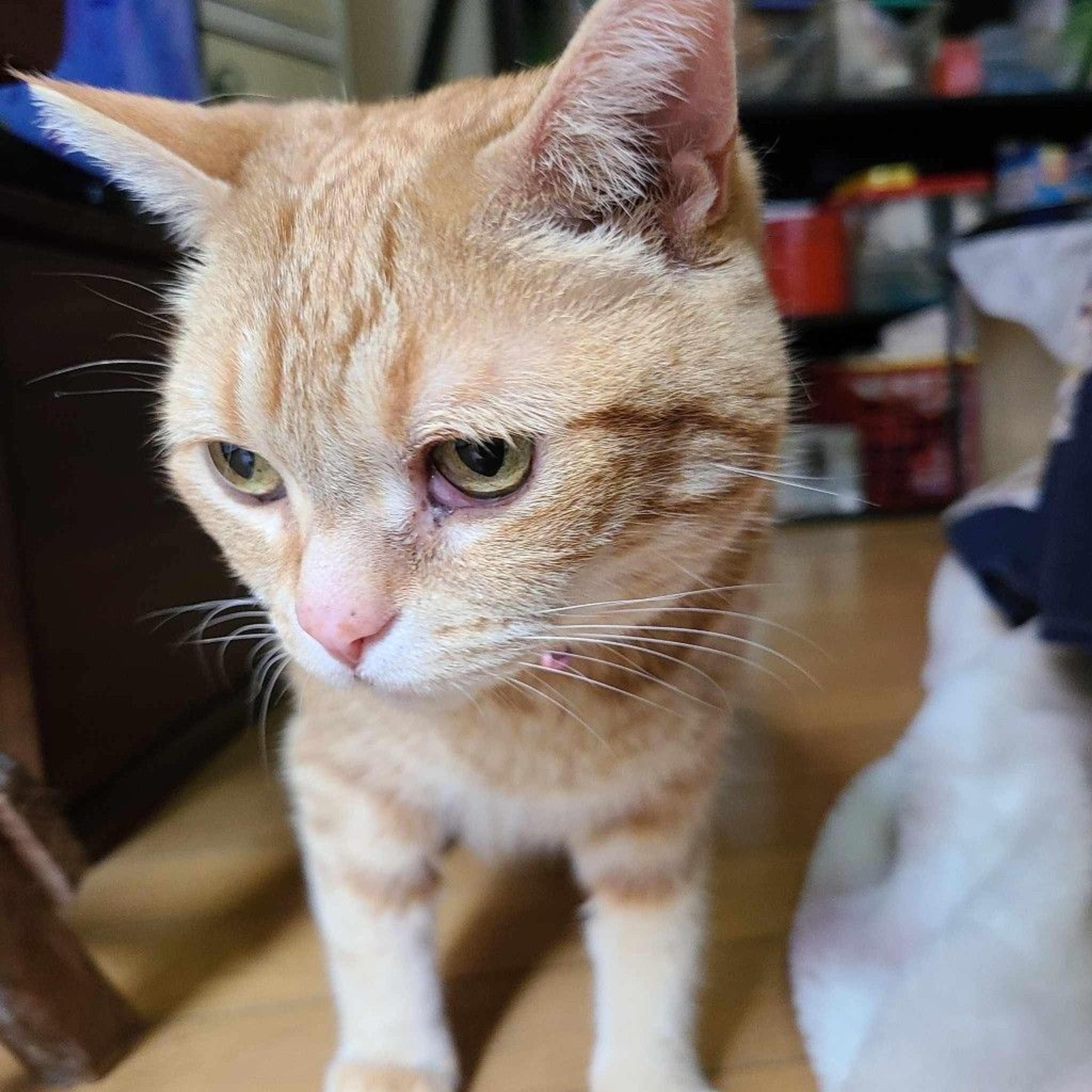 pet-image-4