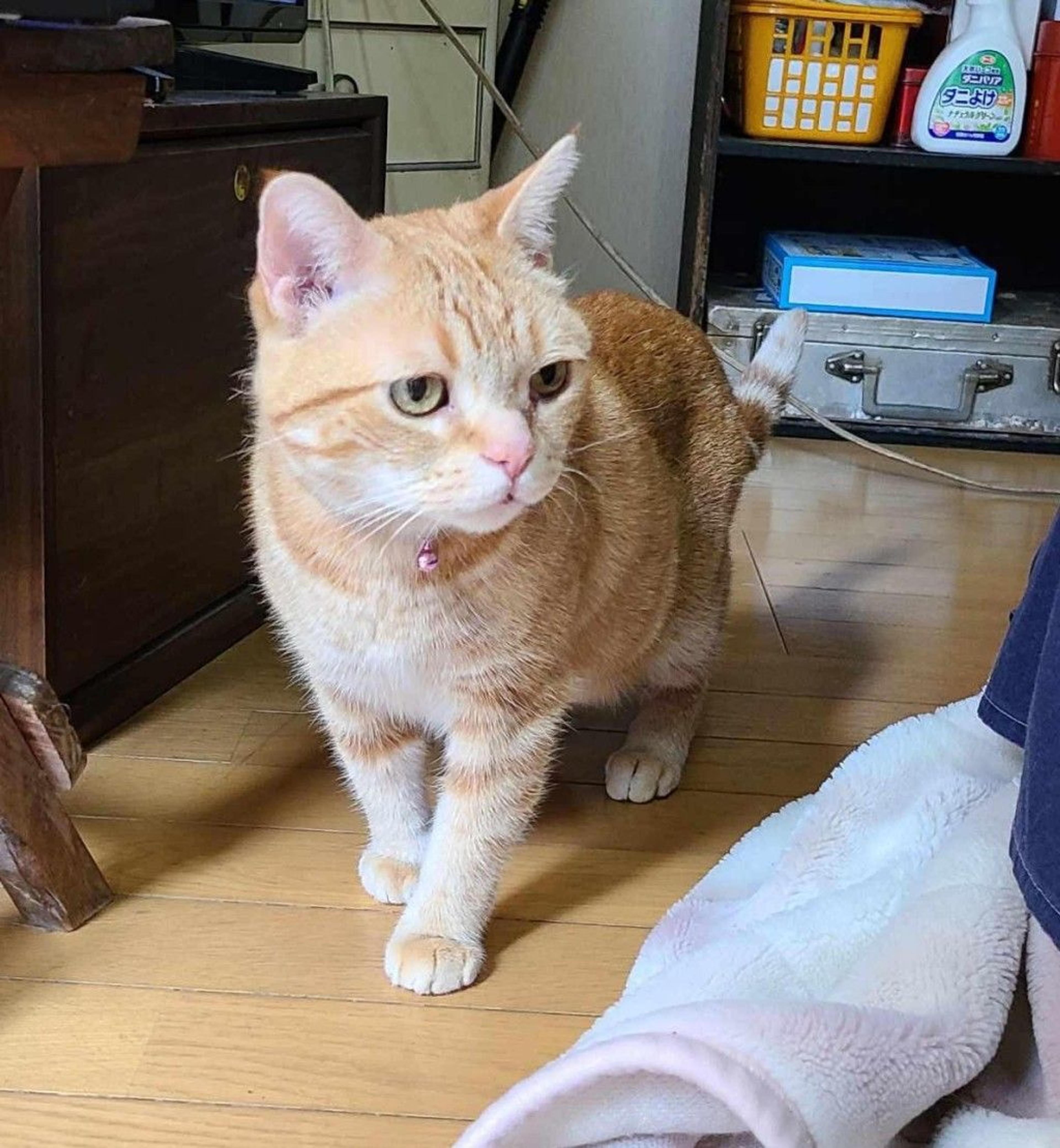 pet-image-5