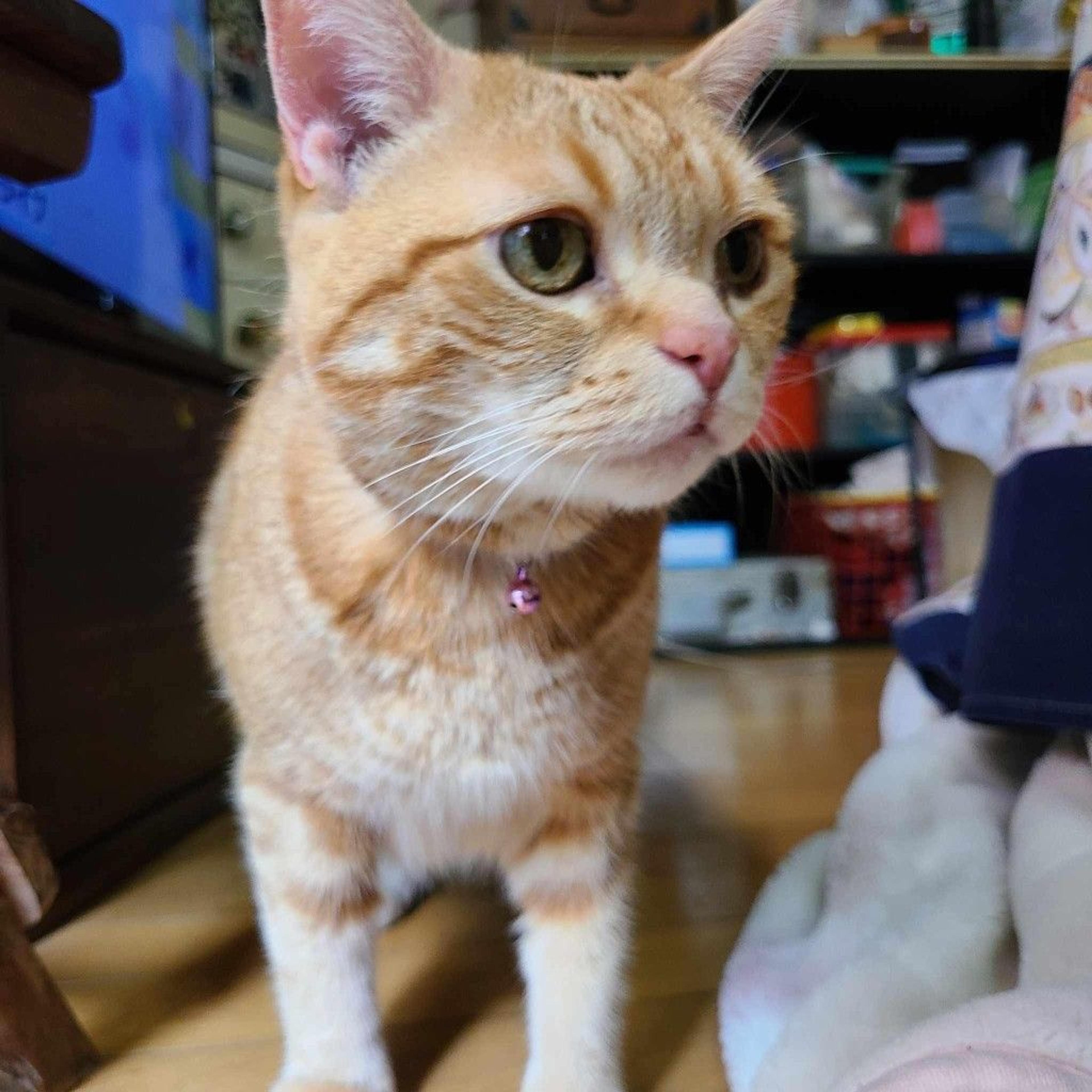 pet-image-6