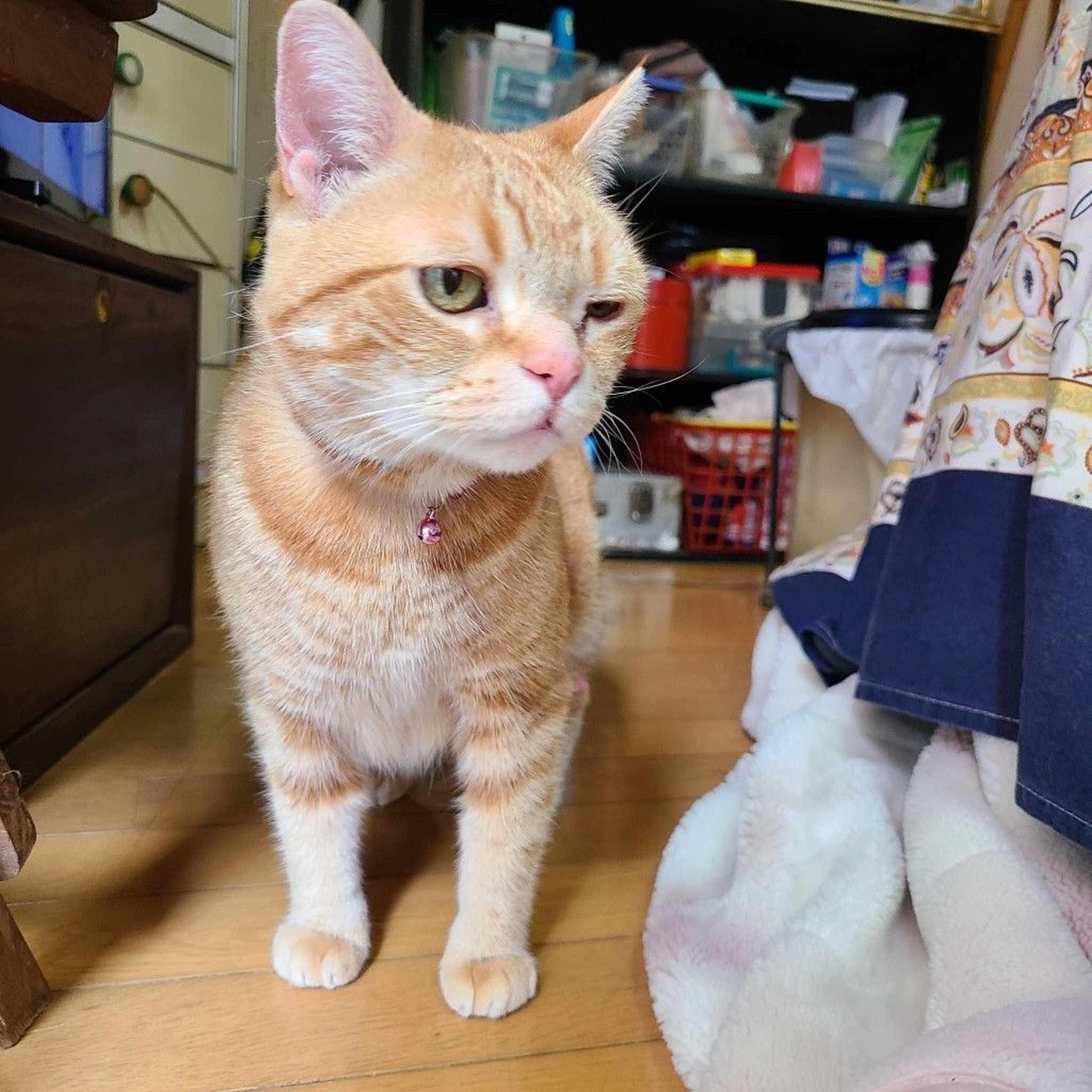 pet-image-7