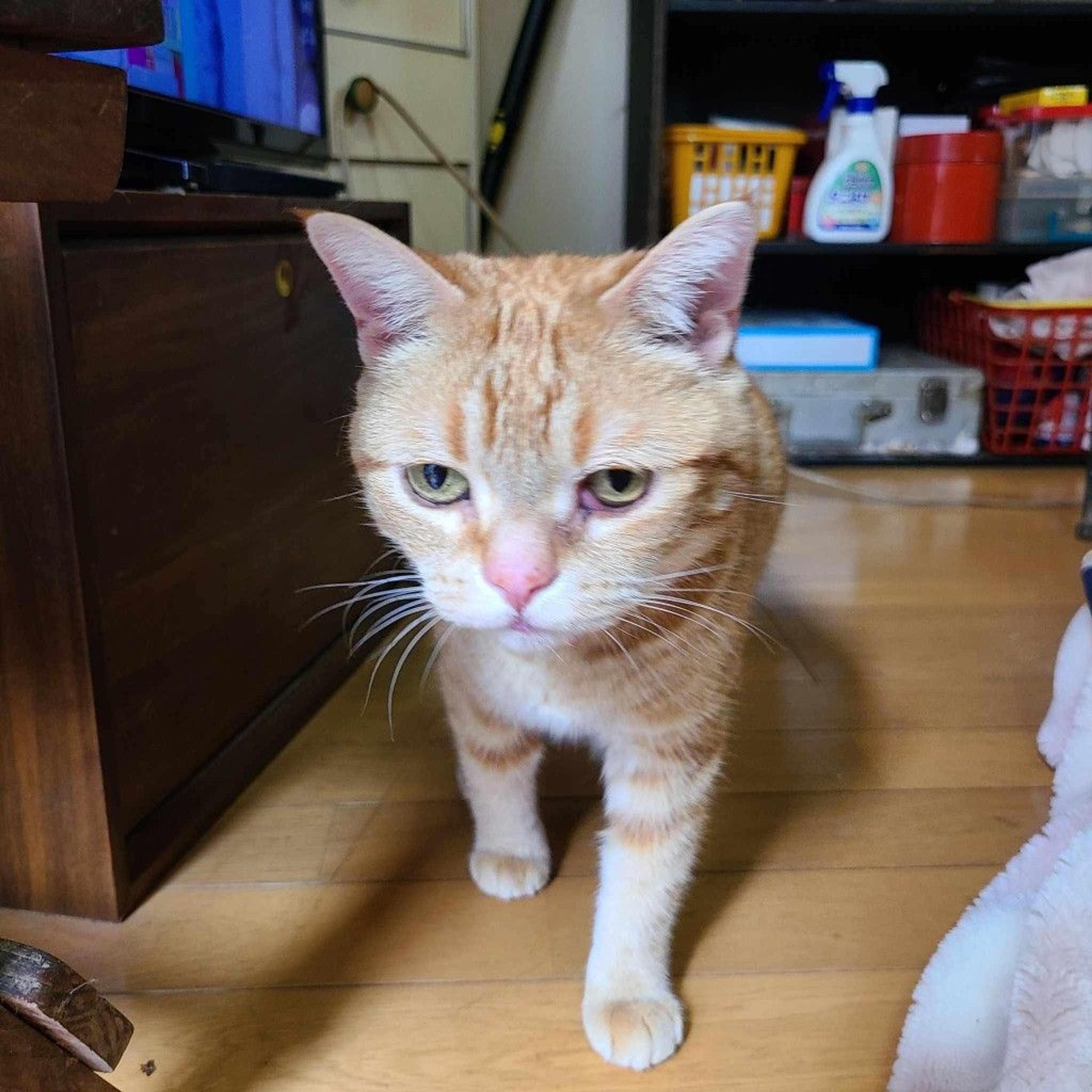 pet-image-8