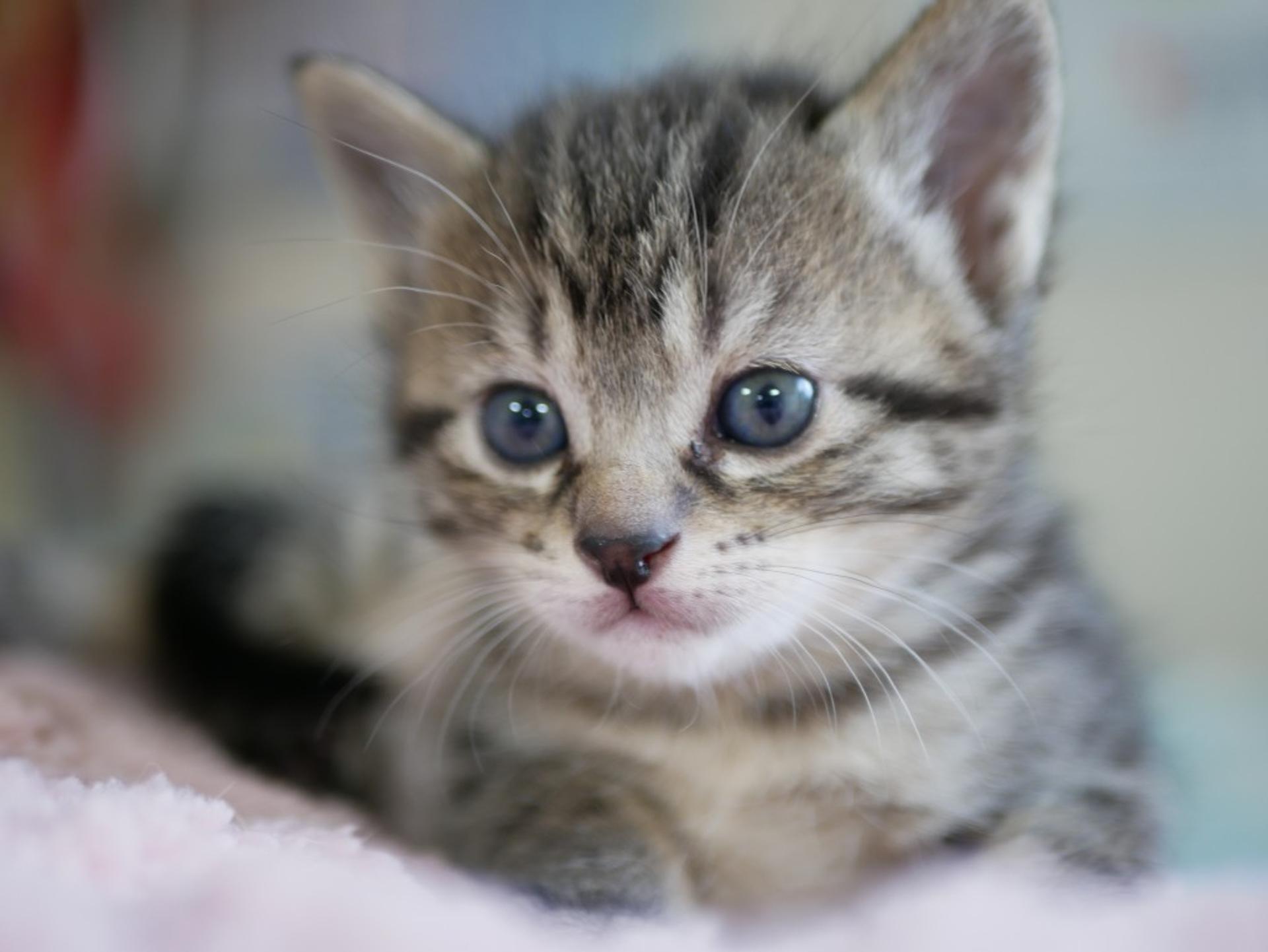 pet-image-4