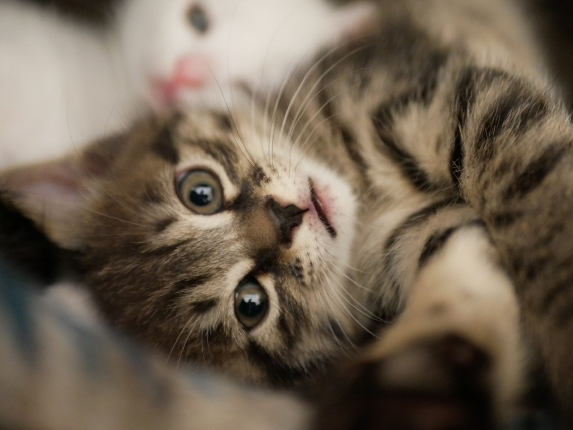 雑種（ミックス猫）・オスの里親募集の写真