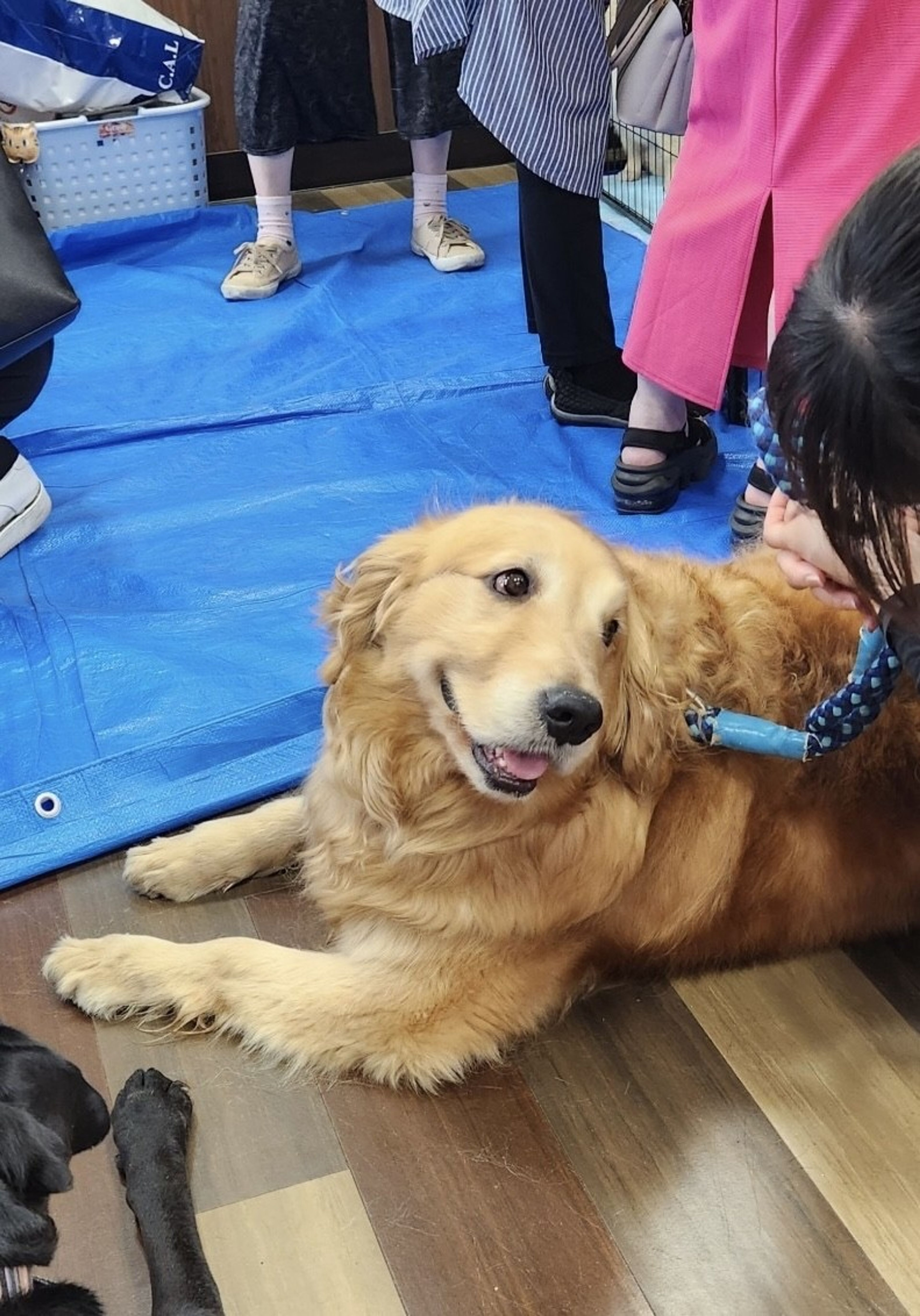 pet-image-2