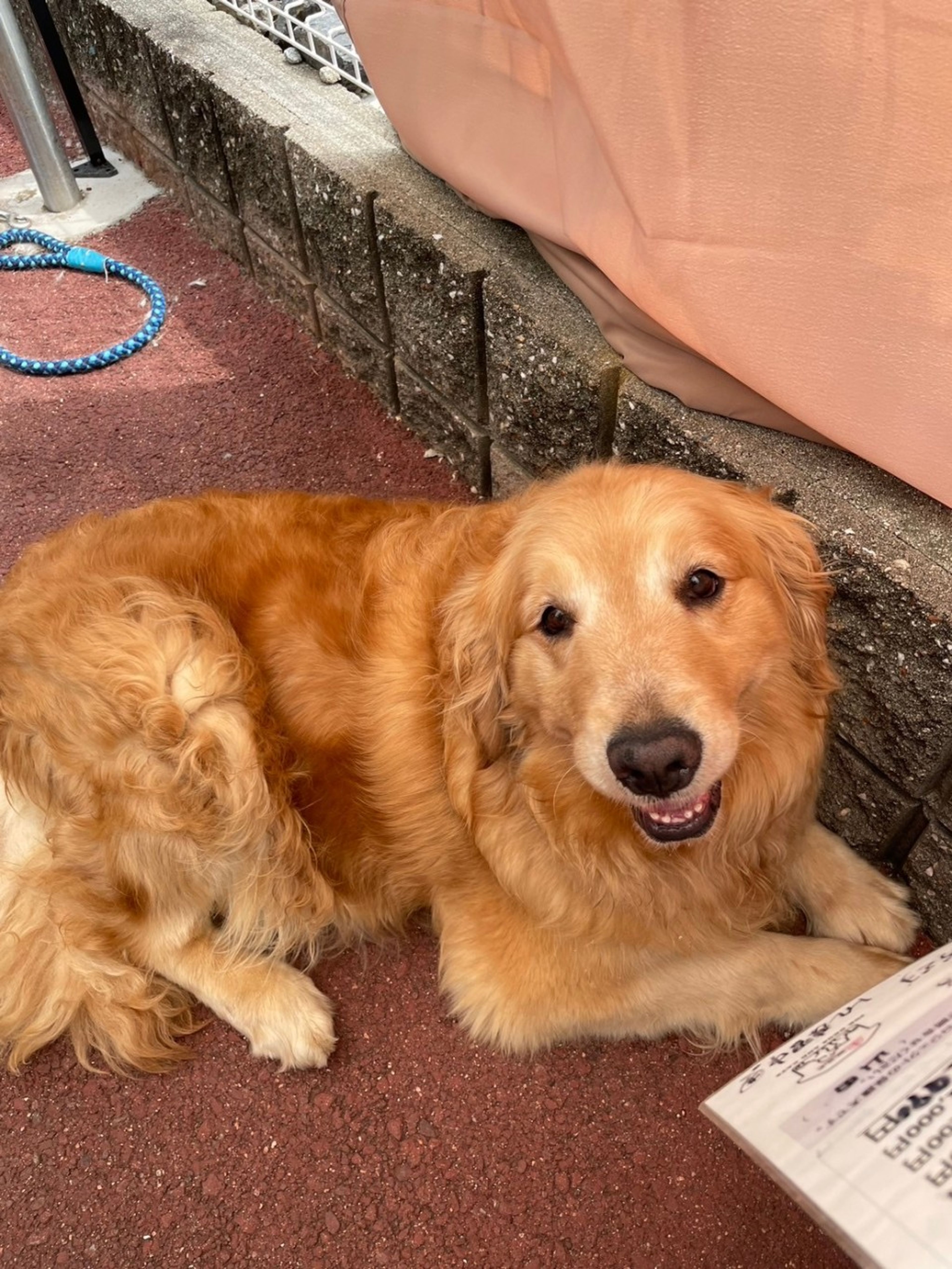 pet-image-3