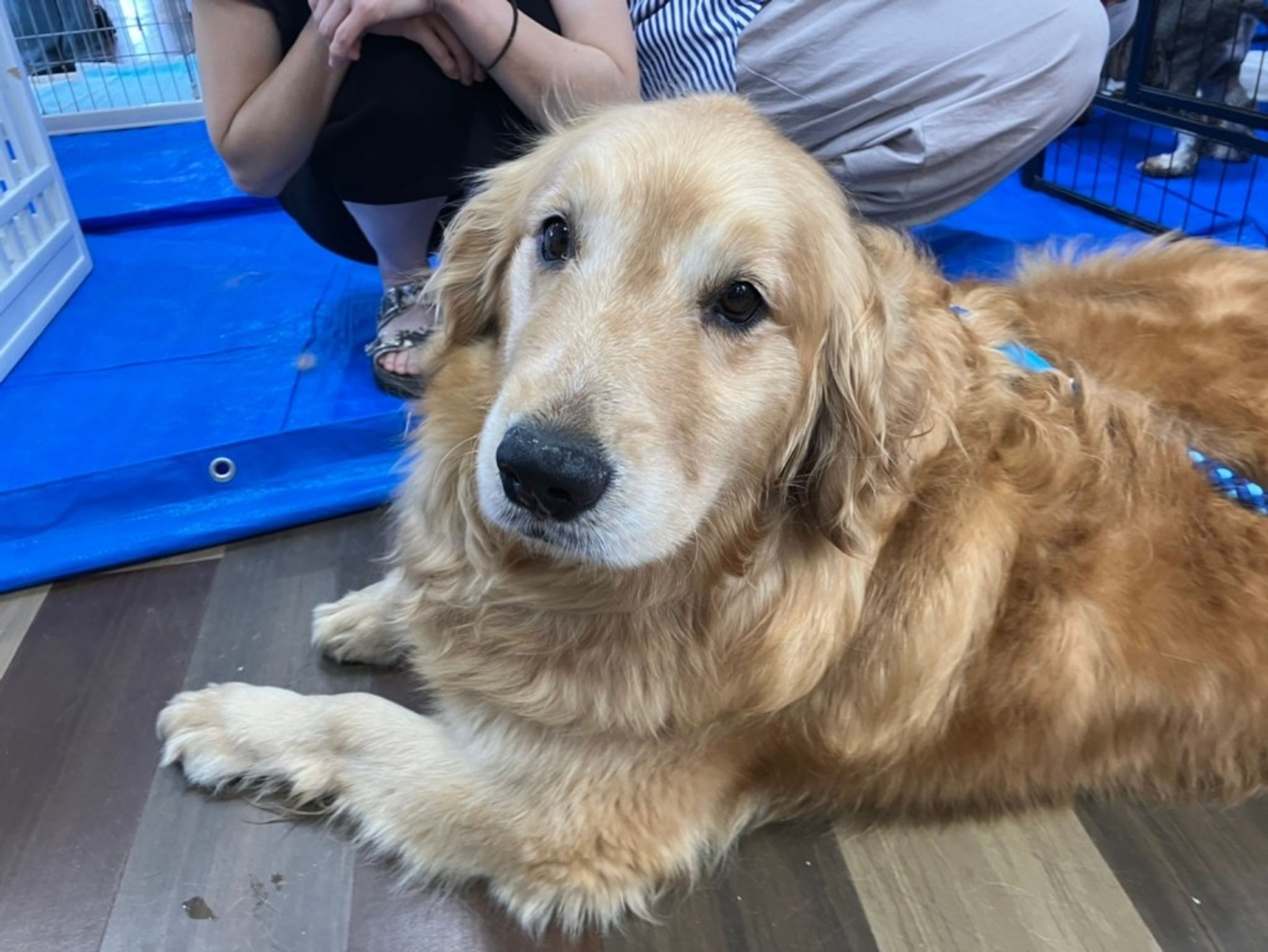 pet-image-4