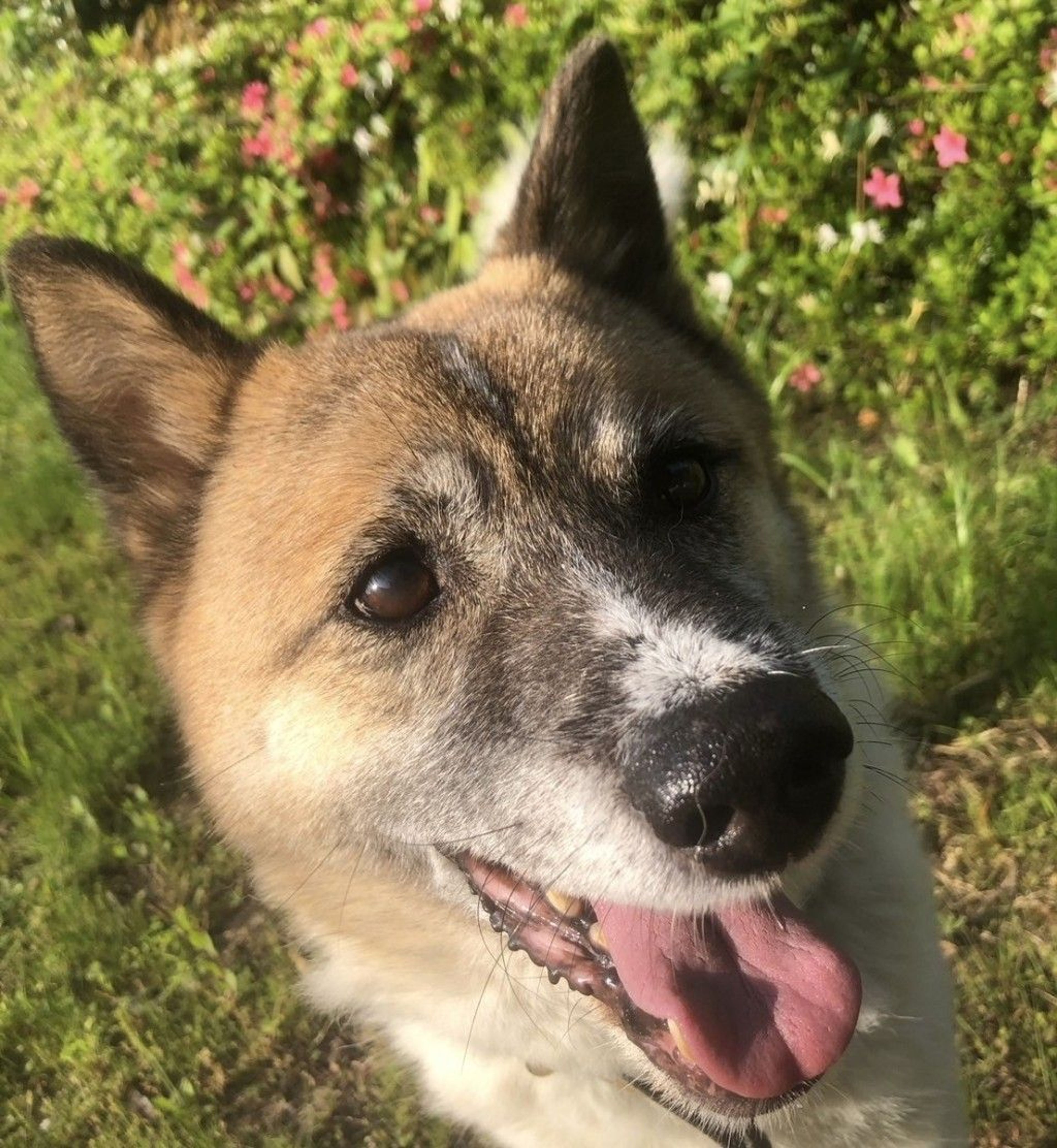 雑種（ミックス犬）・オスの里親募集の写真
