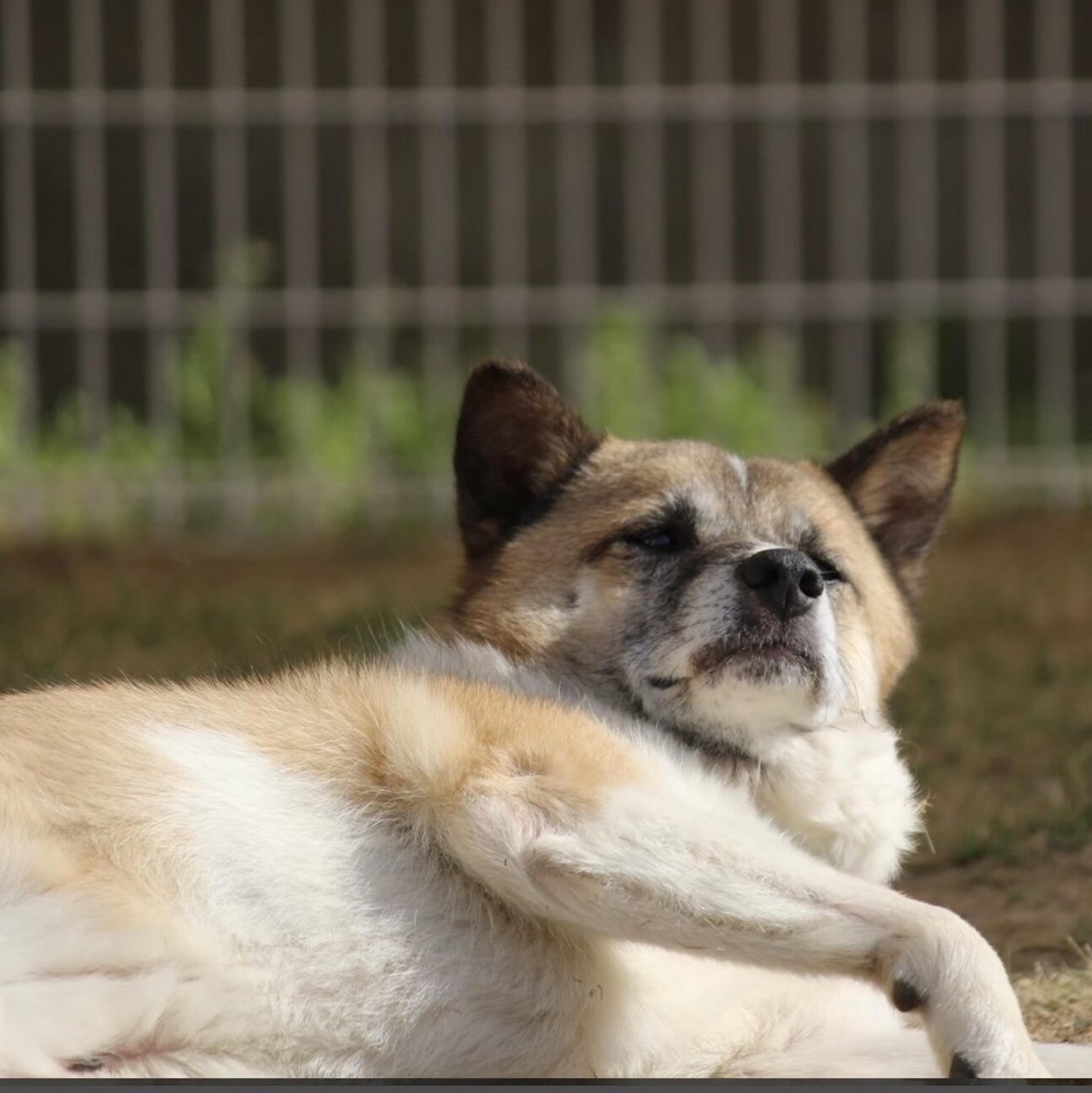 pet-image-8