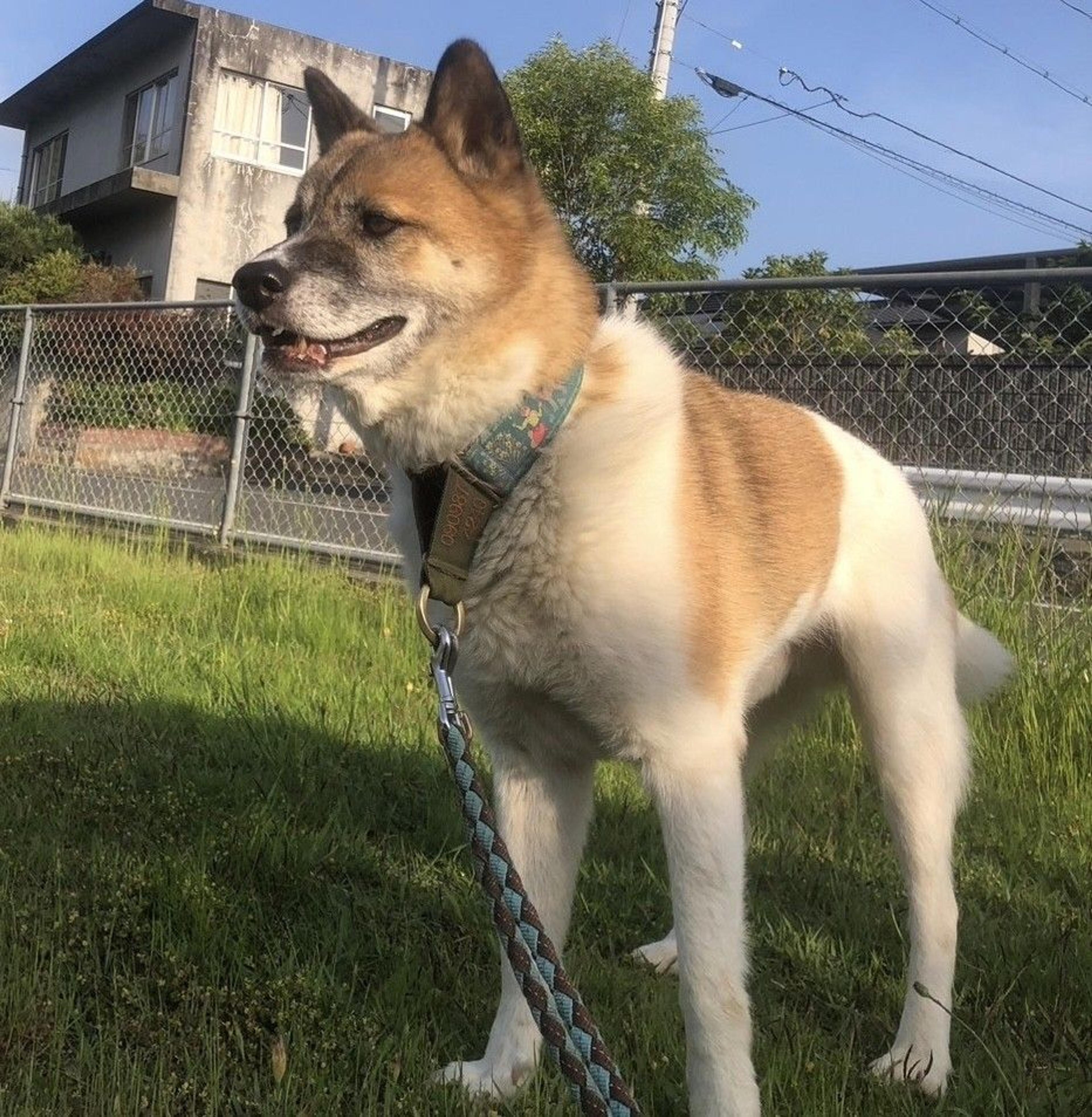 pet-image-4