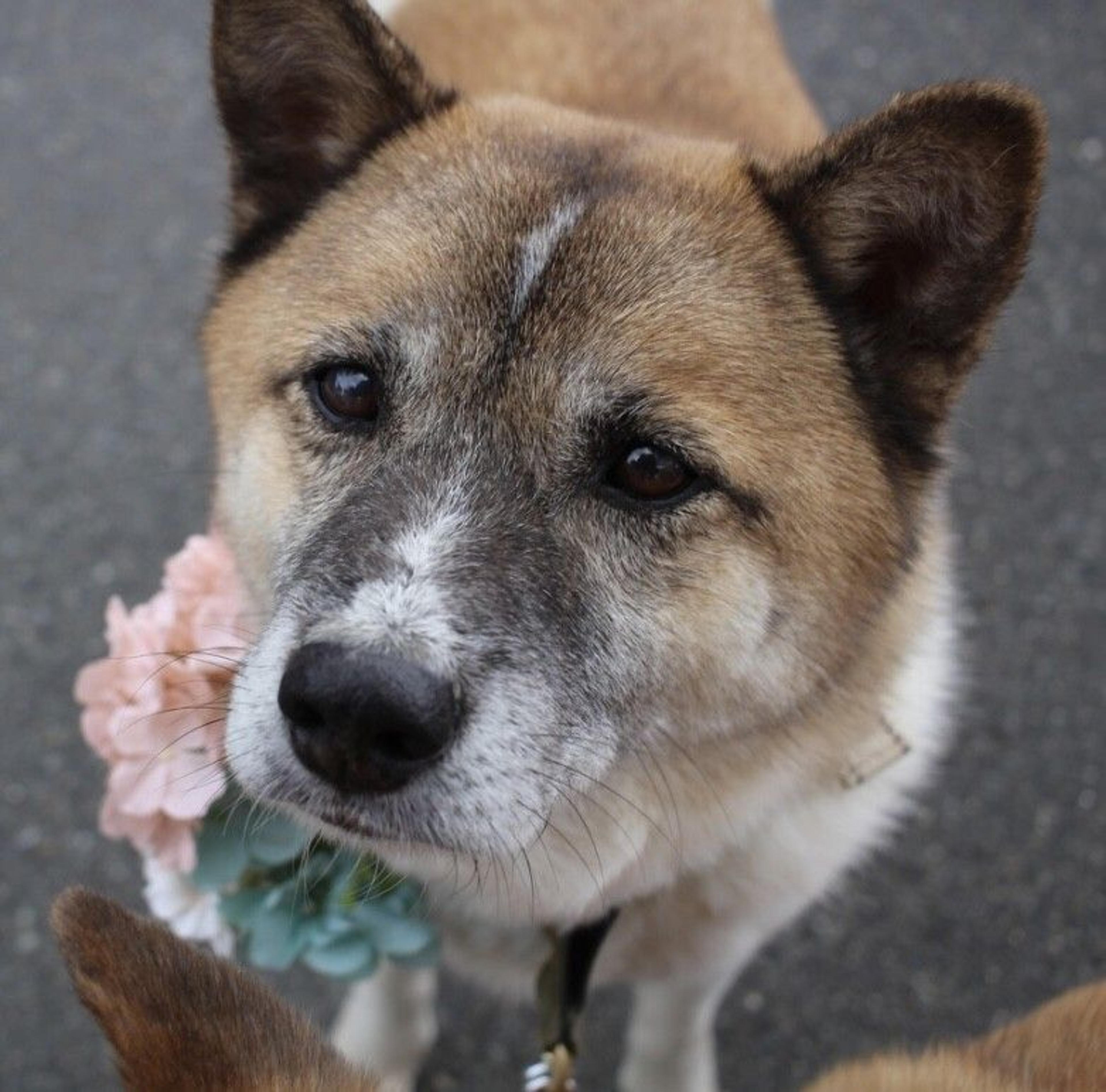 pet-image-6