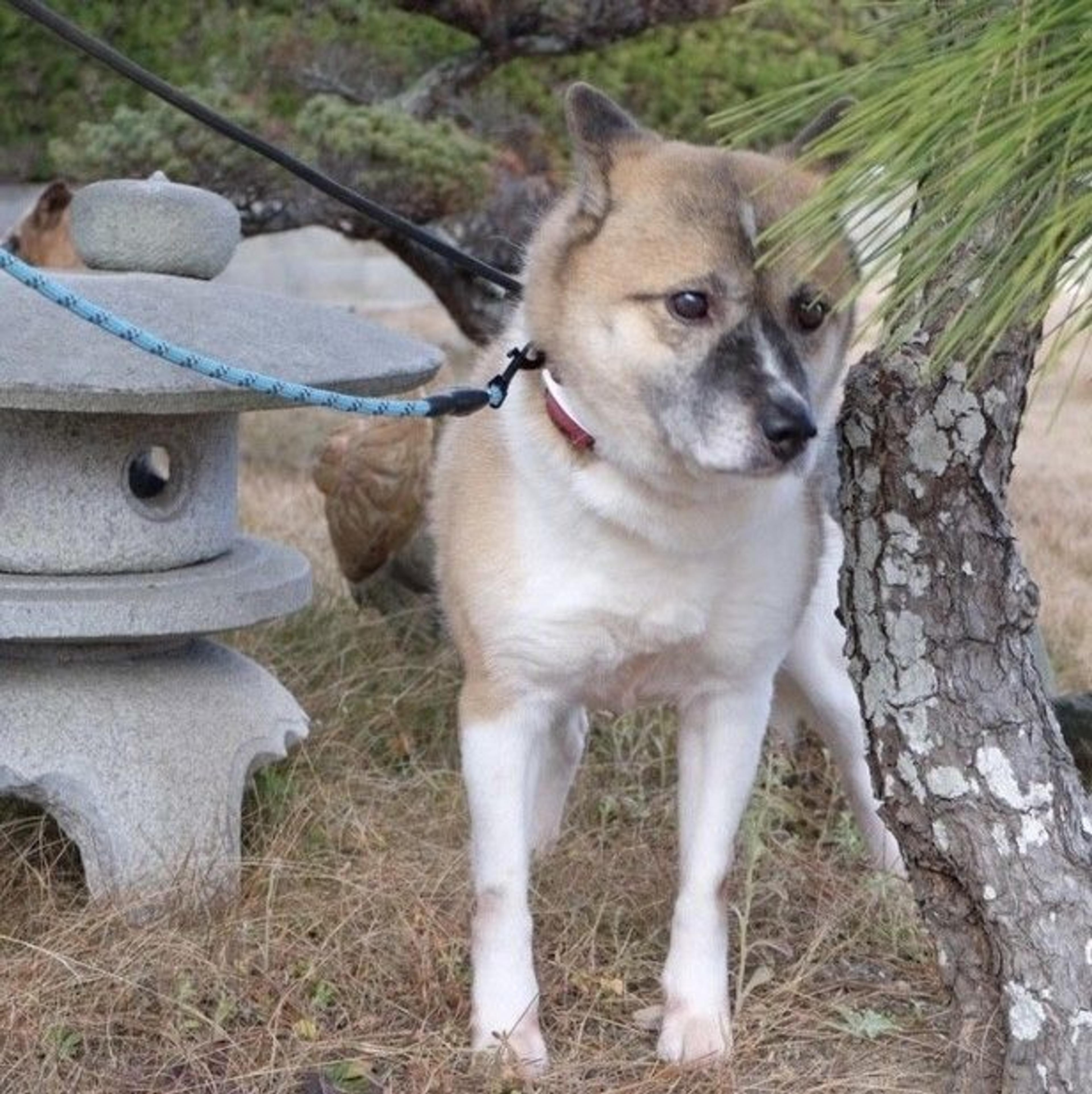 pet-image-7