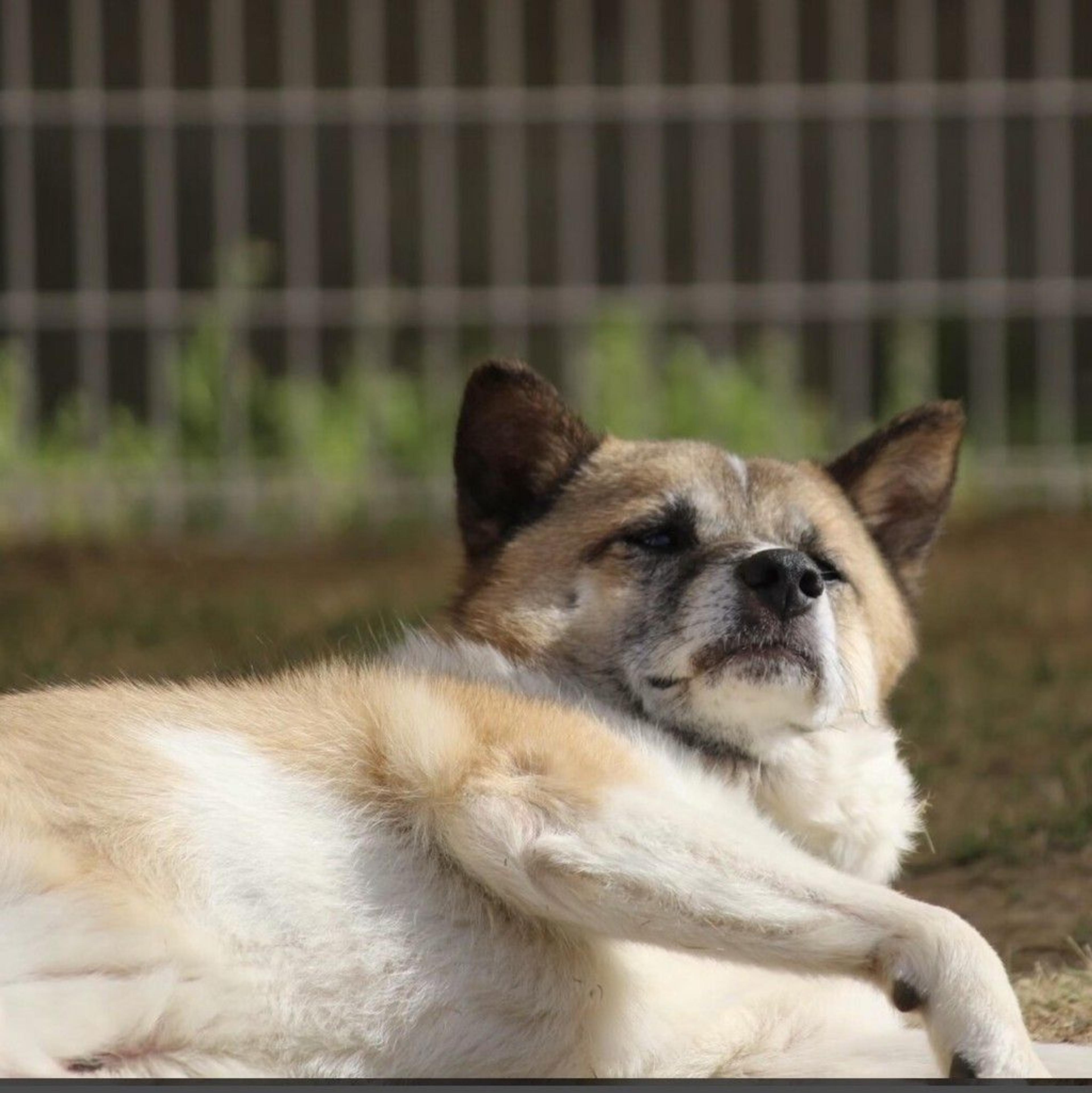 pet-image-8