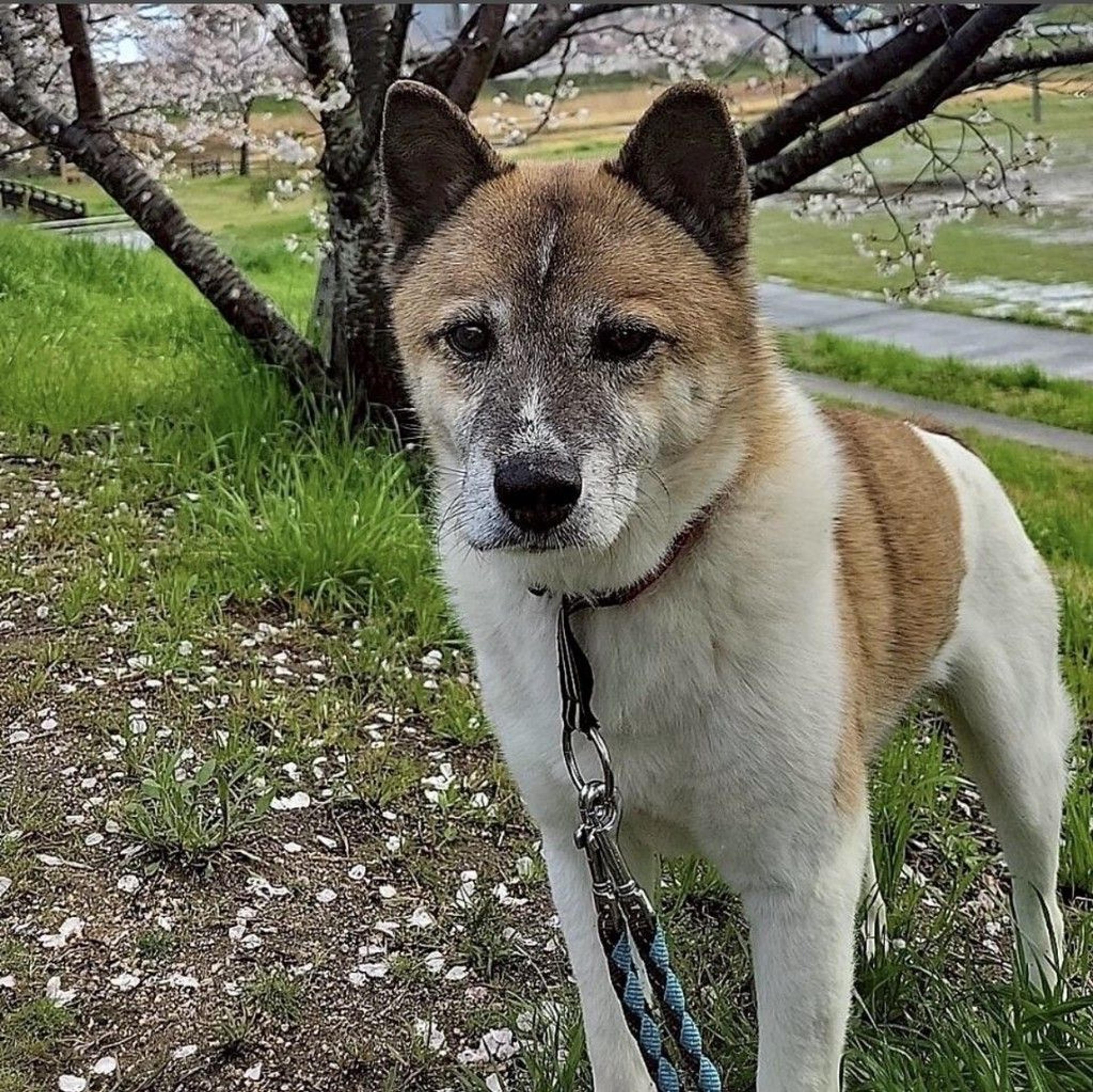 pet-image-10