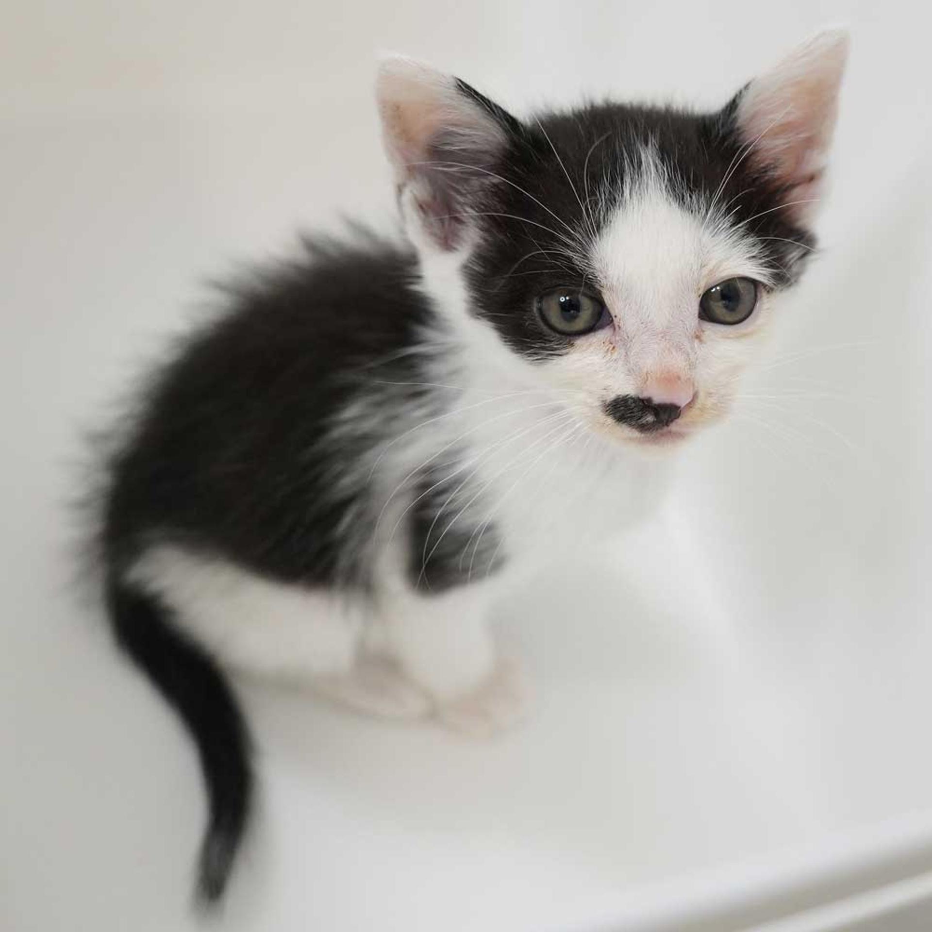 pet-image-4