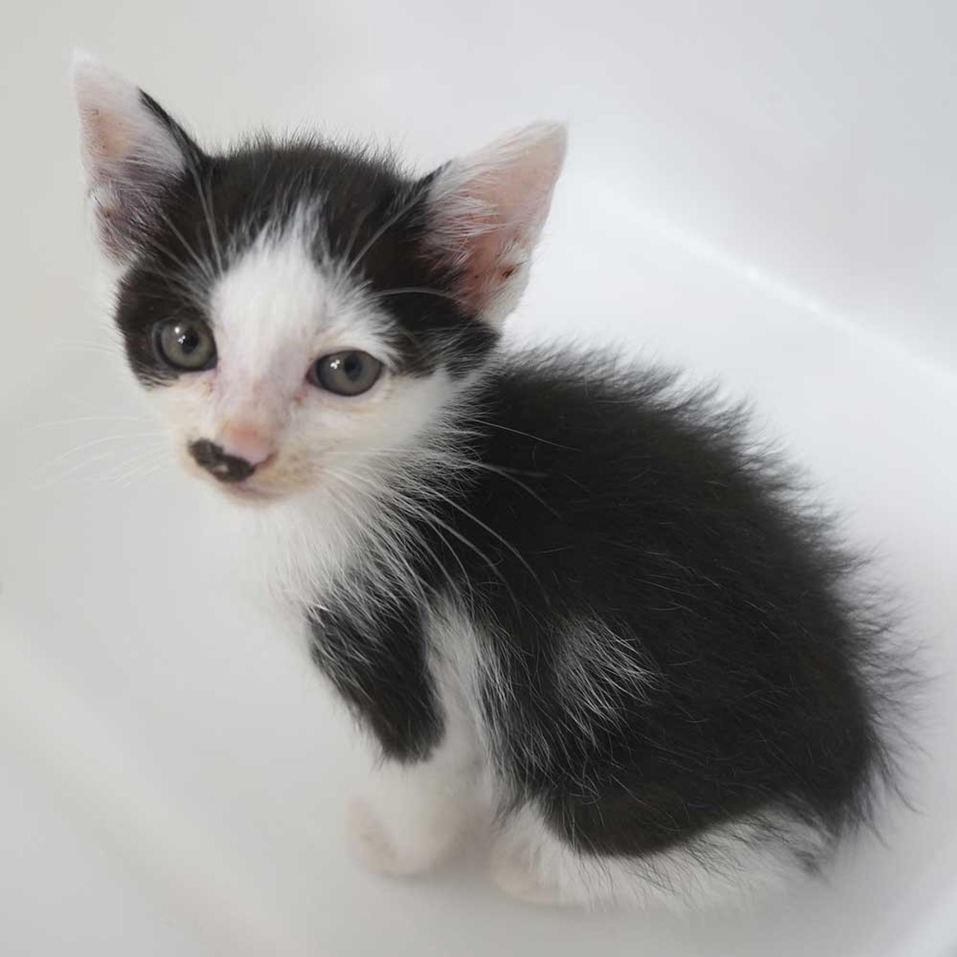 pet-image-8