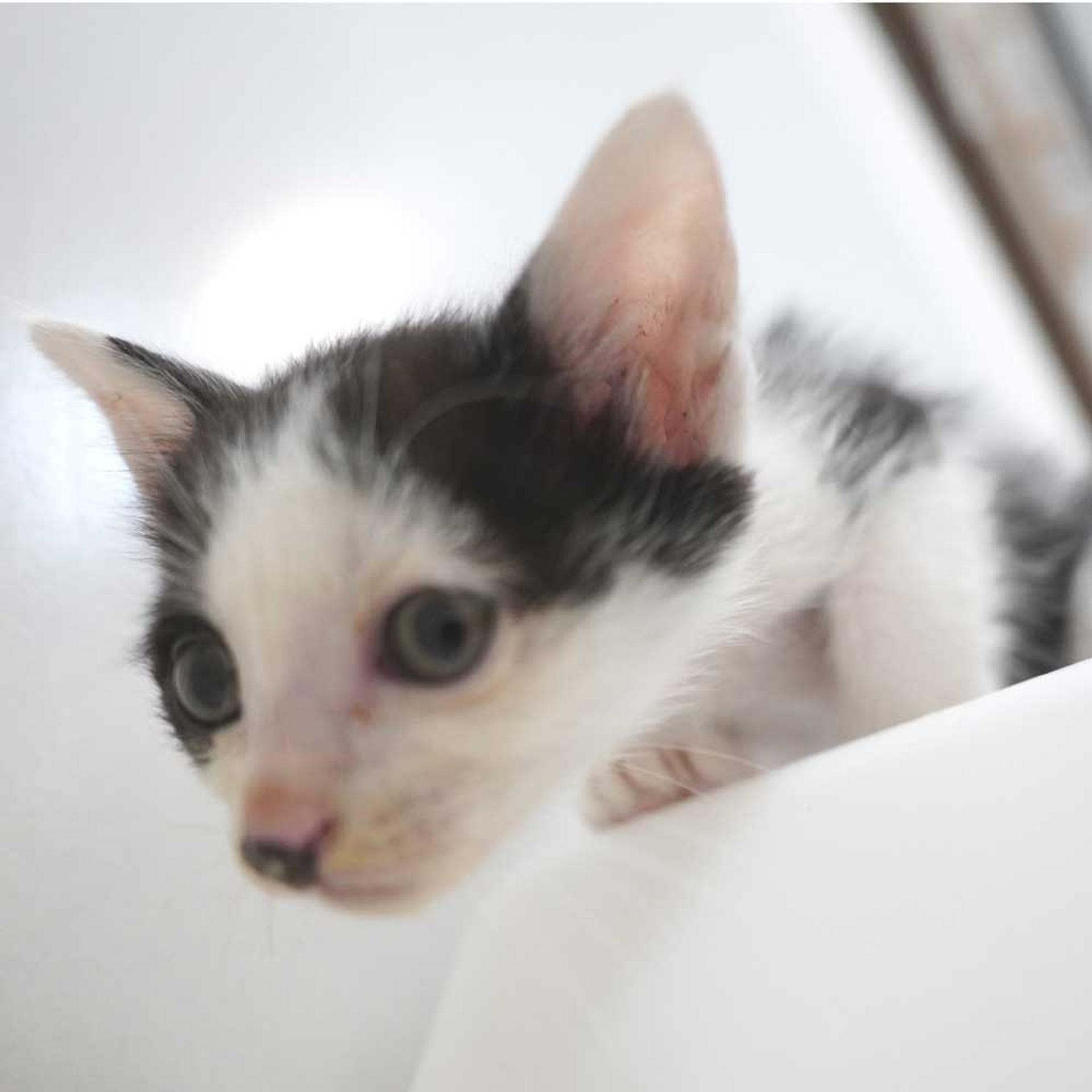 pet-image-9