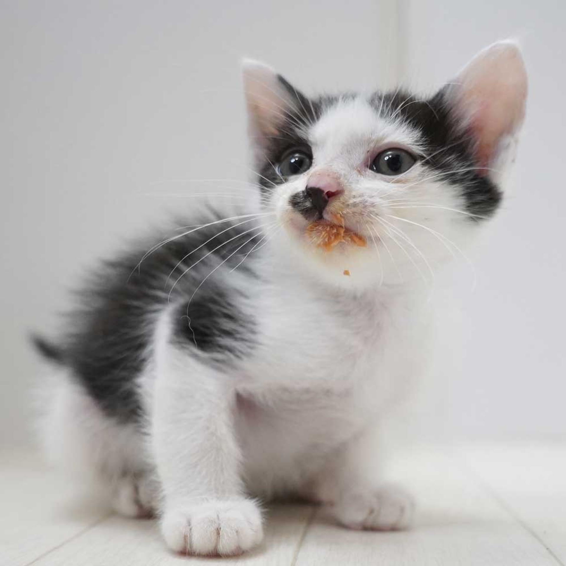 pet-image-10