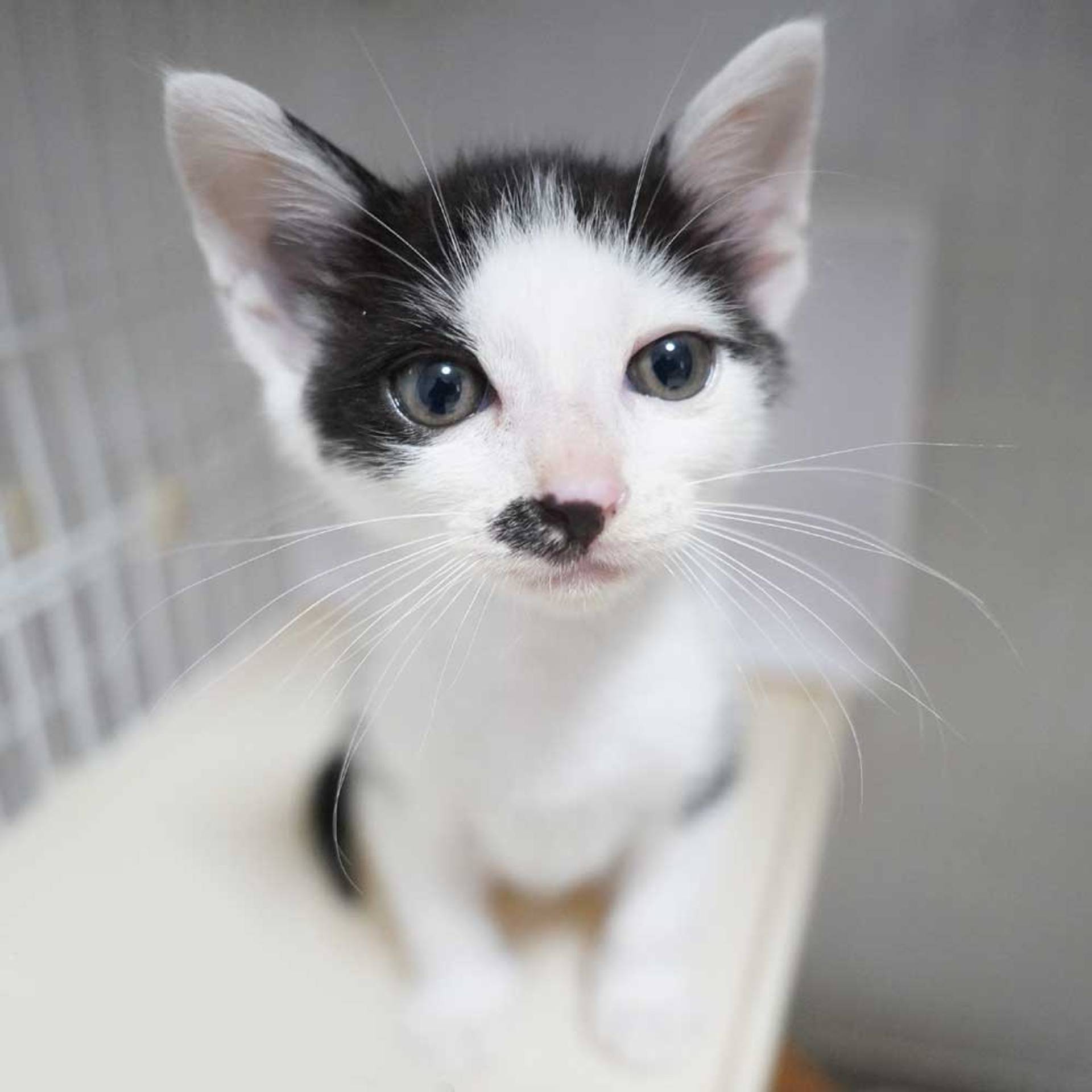 雑種（ミックス猫）・オスの里親募集の写真