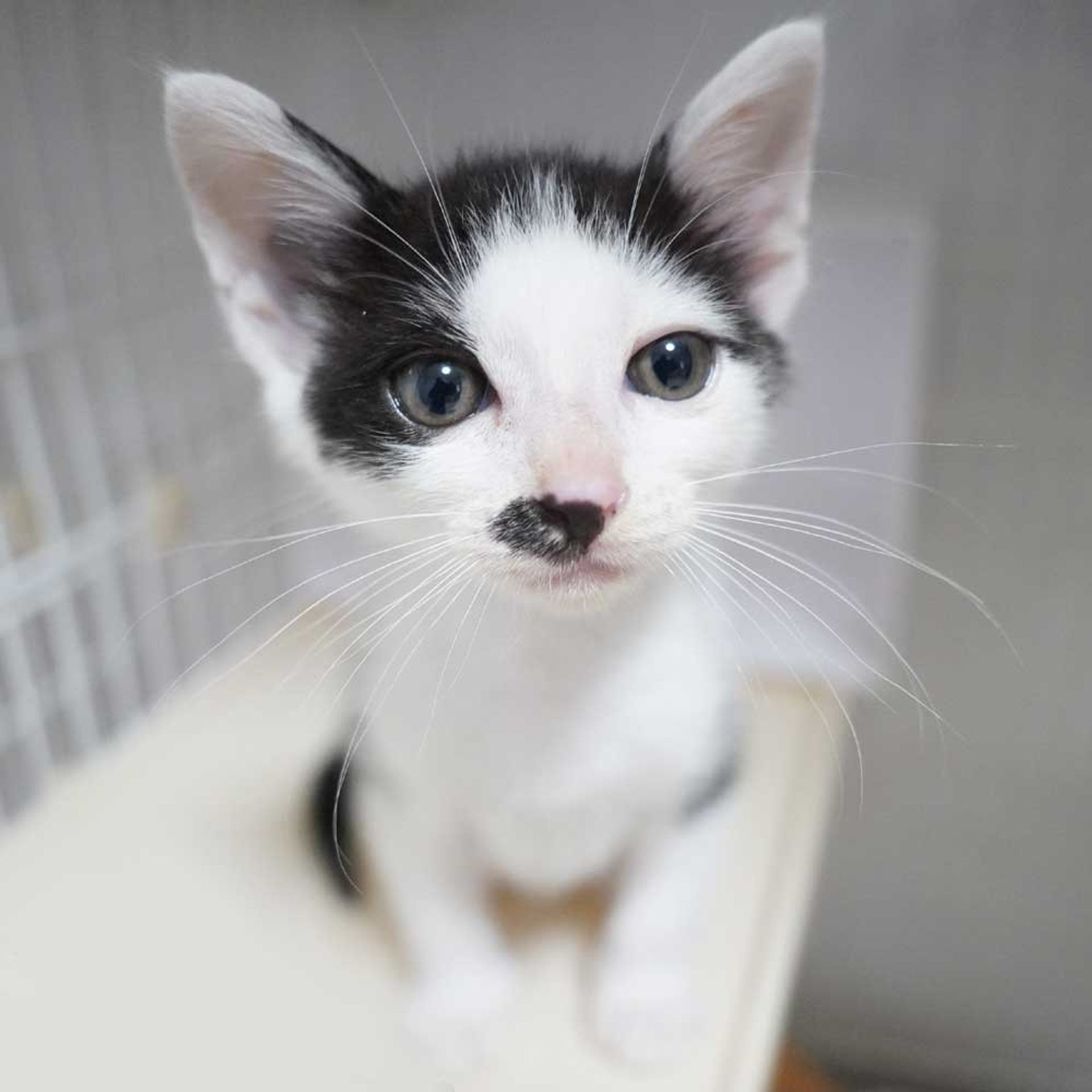 雑種（ミックス猫）・オスの里親募集の写真