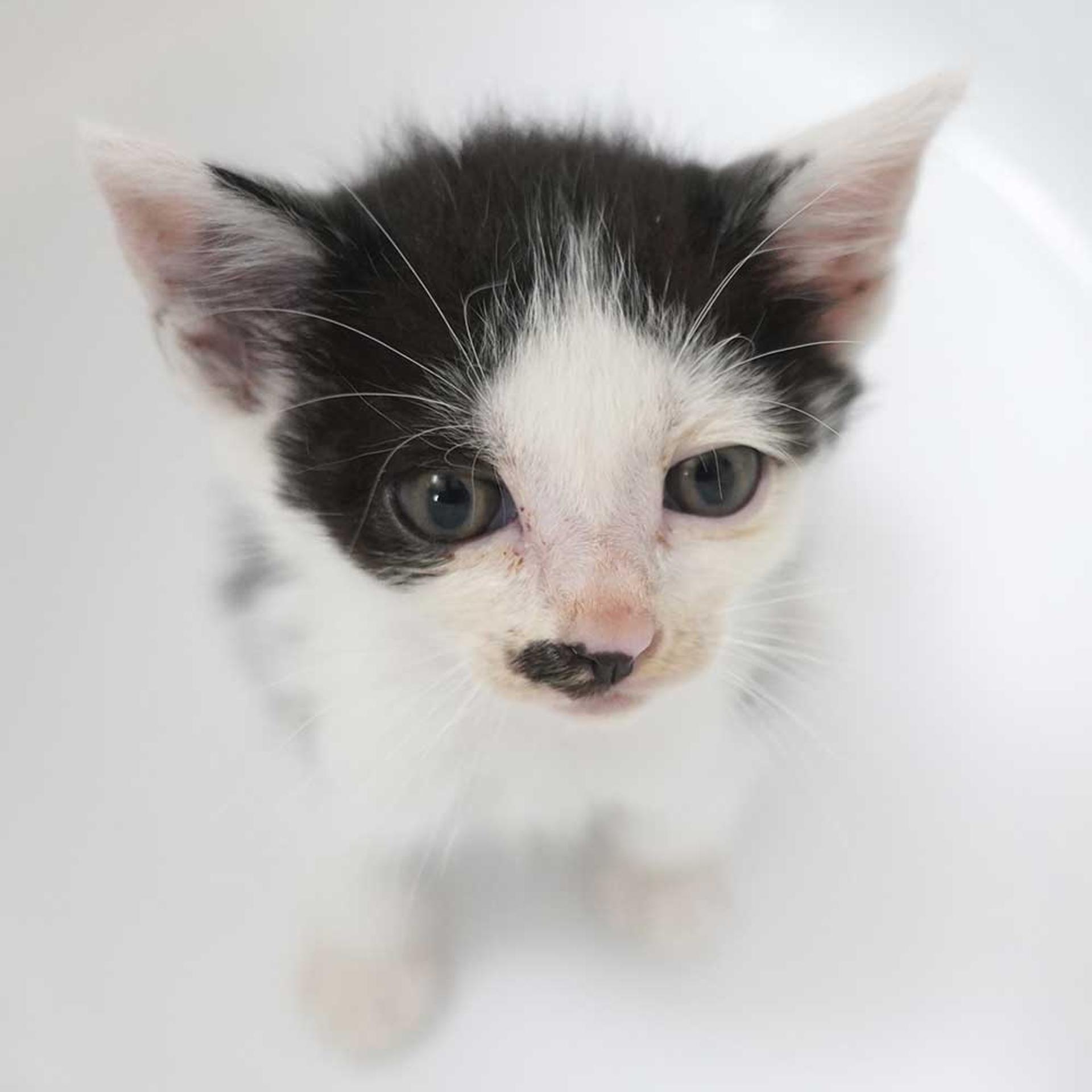 pet-image-2