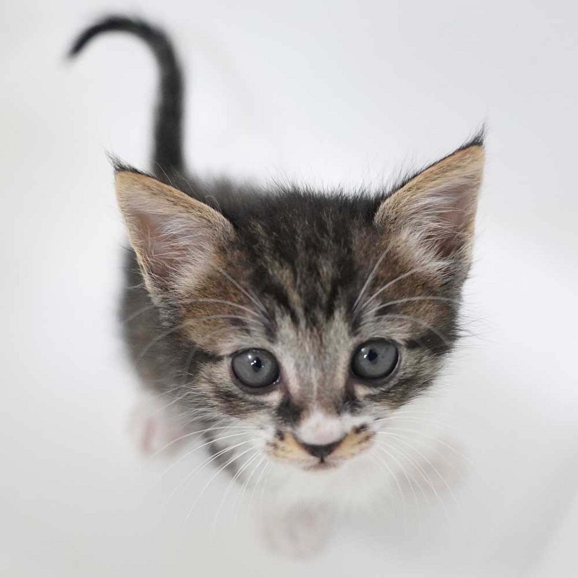 雑種（ミックス猫）・オスの里親募集の写真
