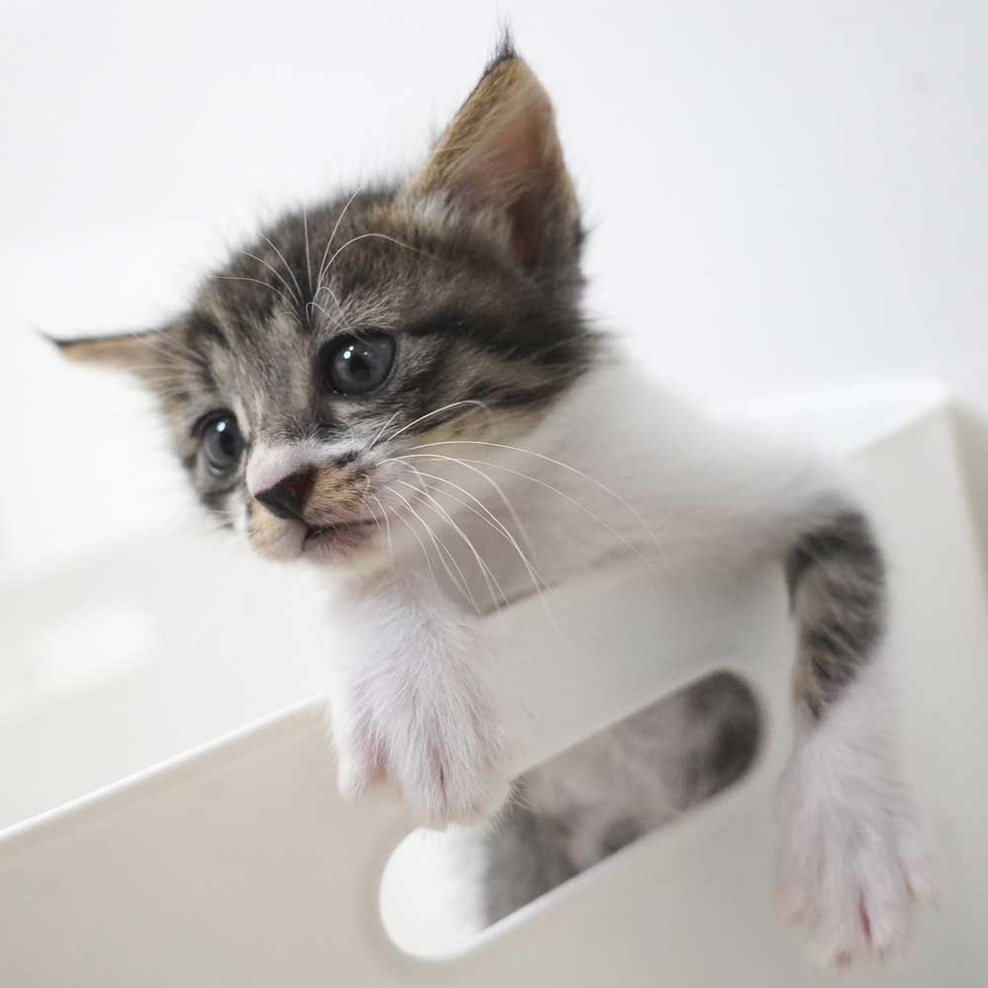 pet-image-3