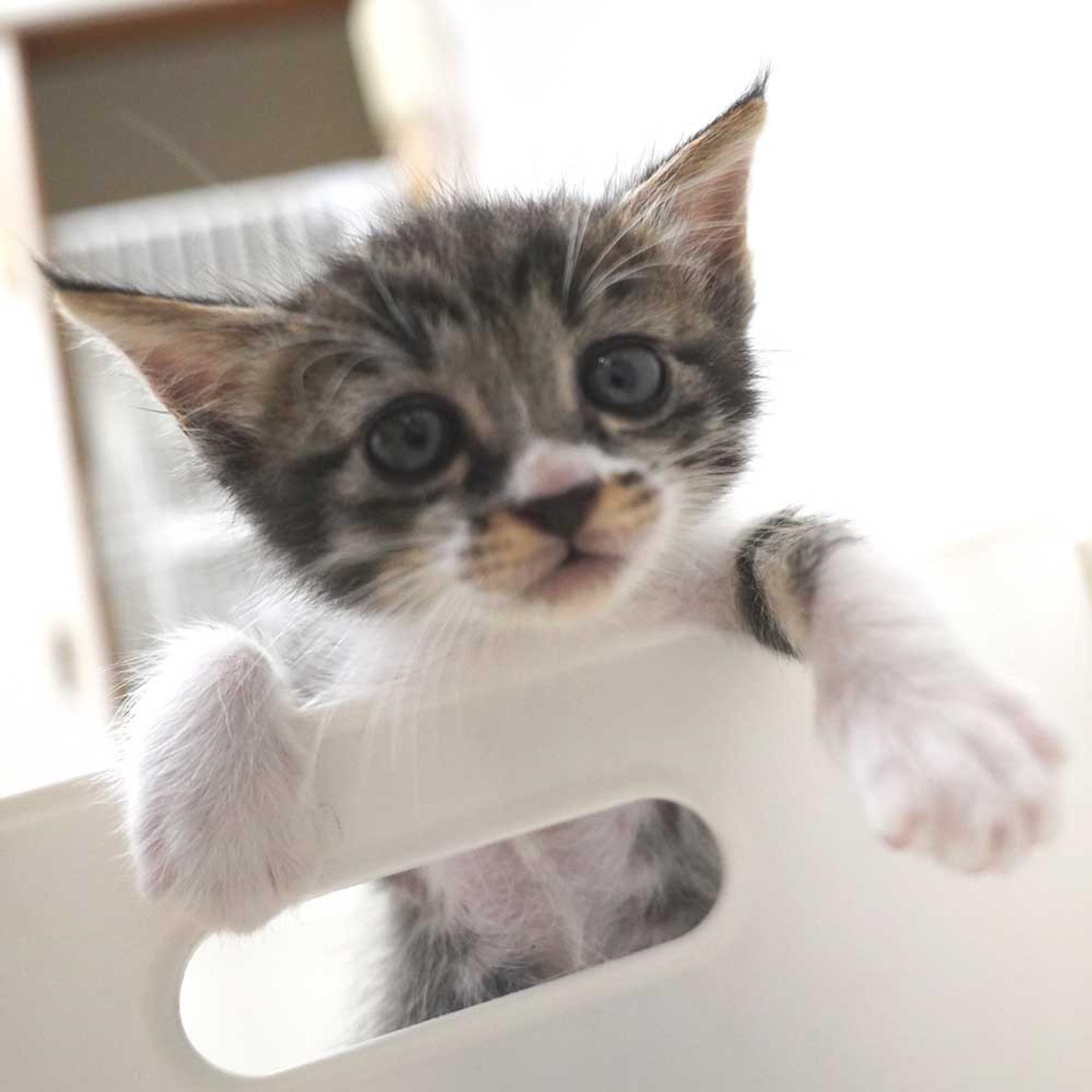 pet-image-8