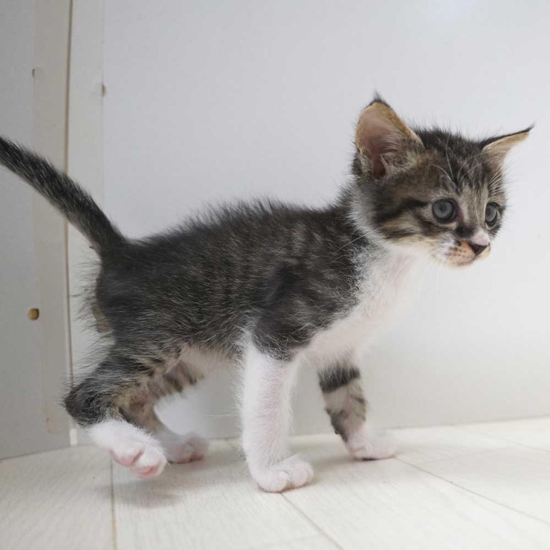 pet-image-9