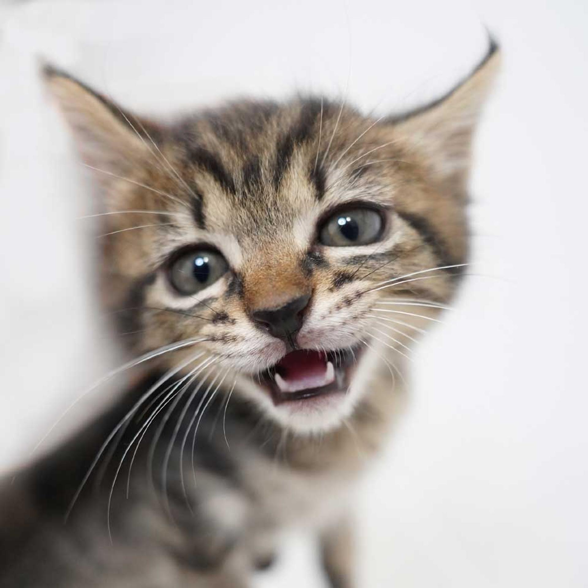 pet-image-7