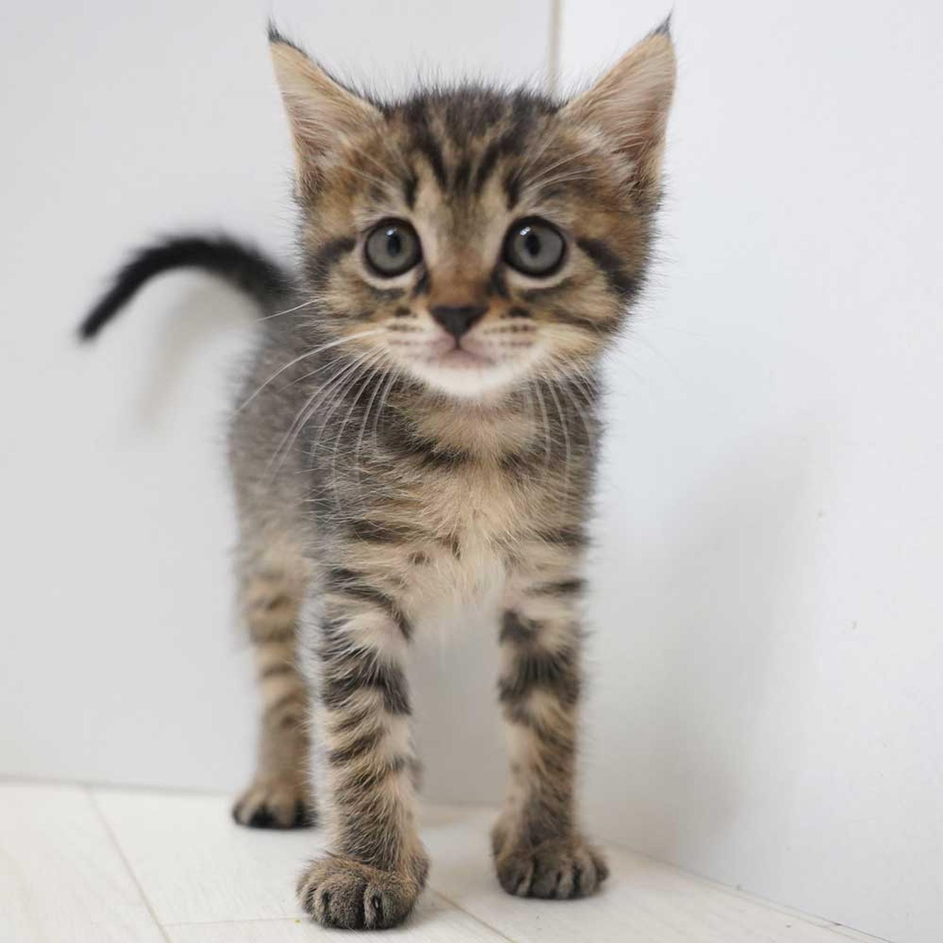 pet-image-8