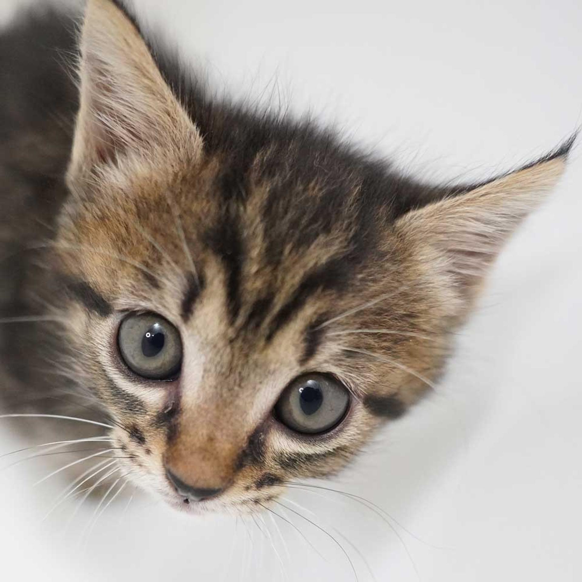 pet-image-9
