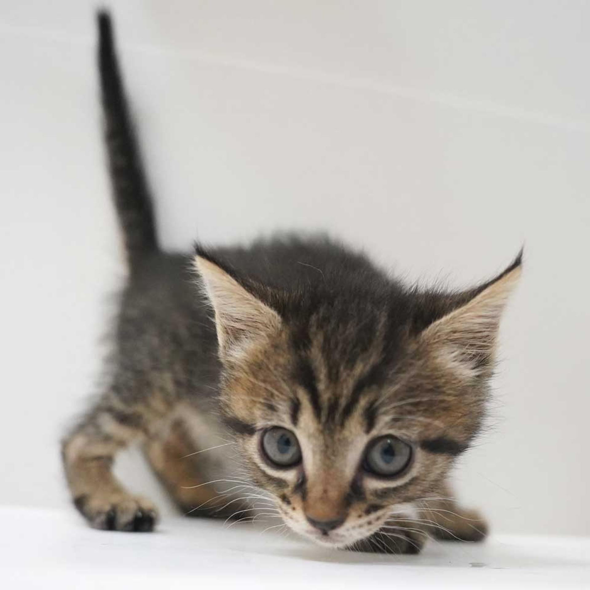 pet-image-4