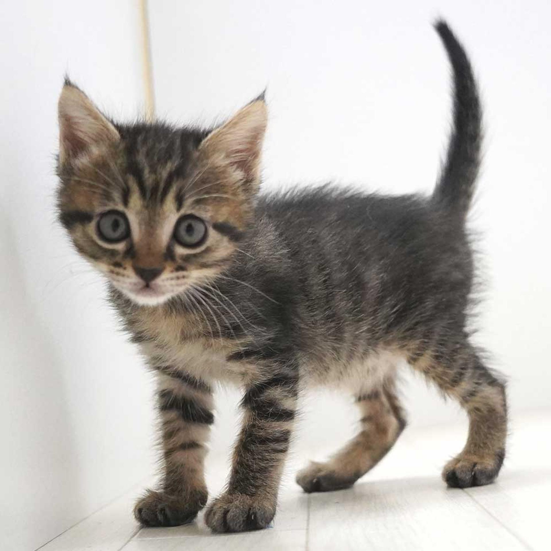 pet-image-6