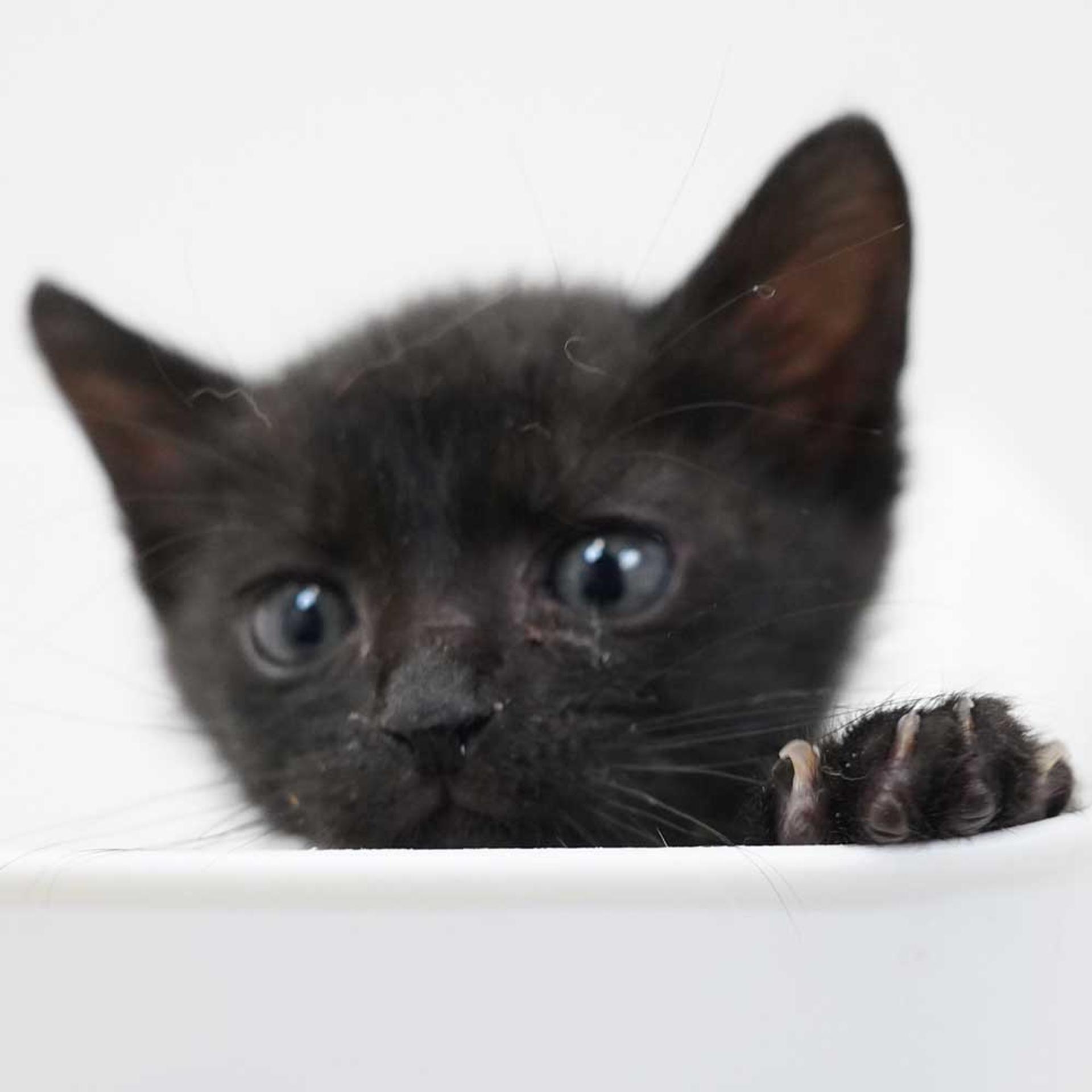 pet-image-8