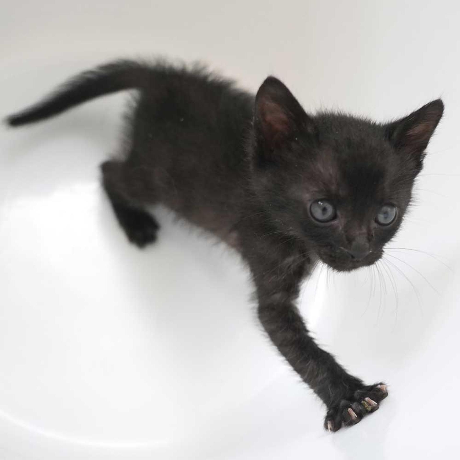 pet-image-9