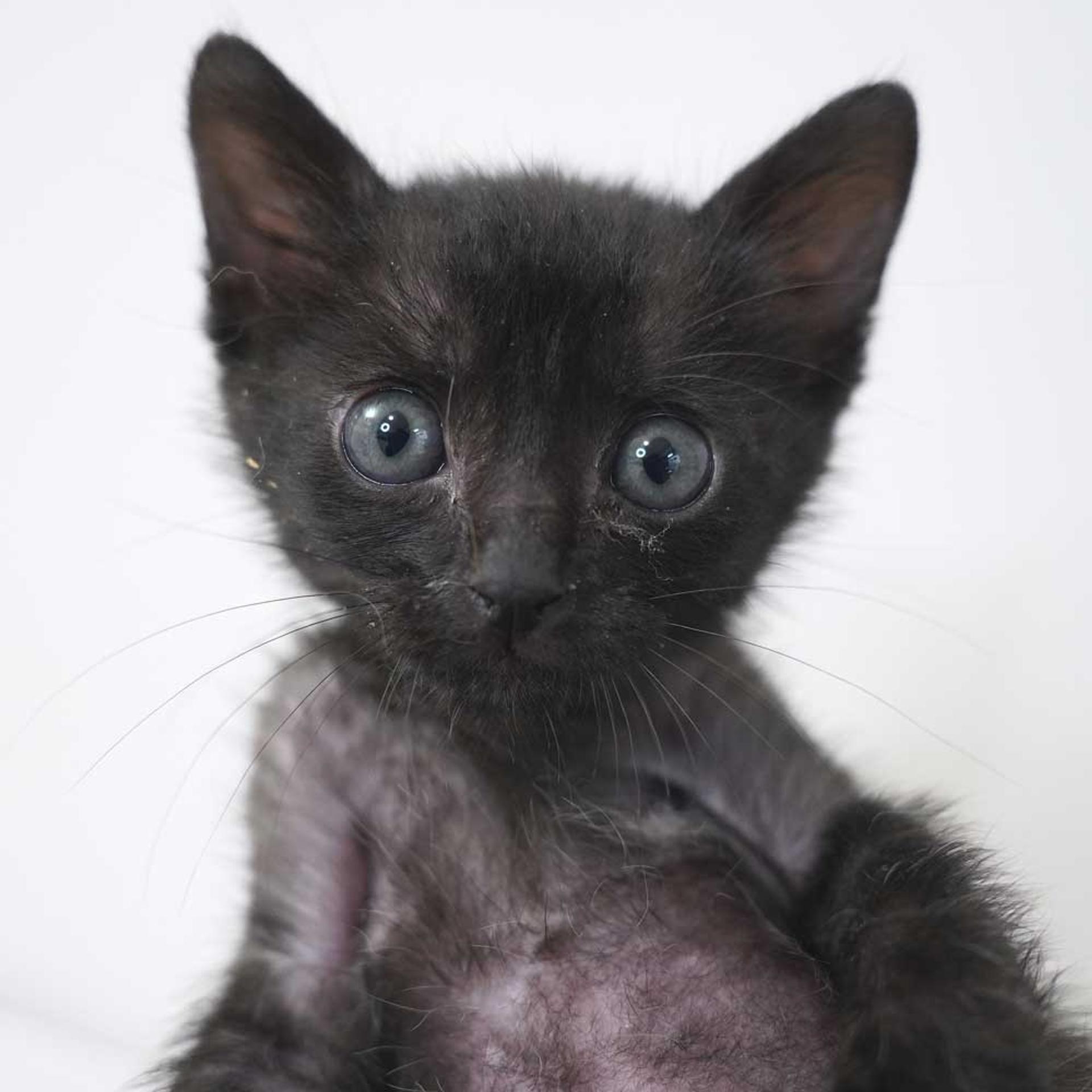 pet-image-5