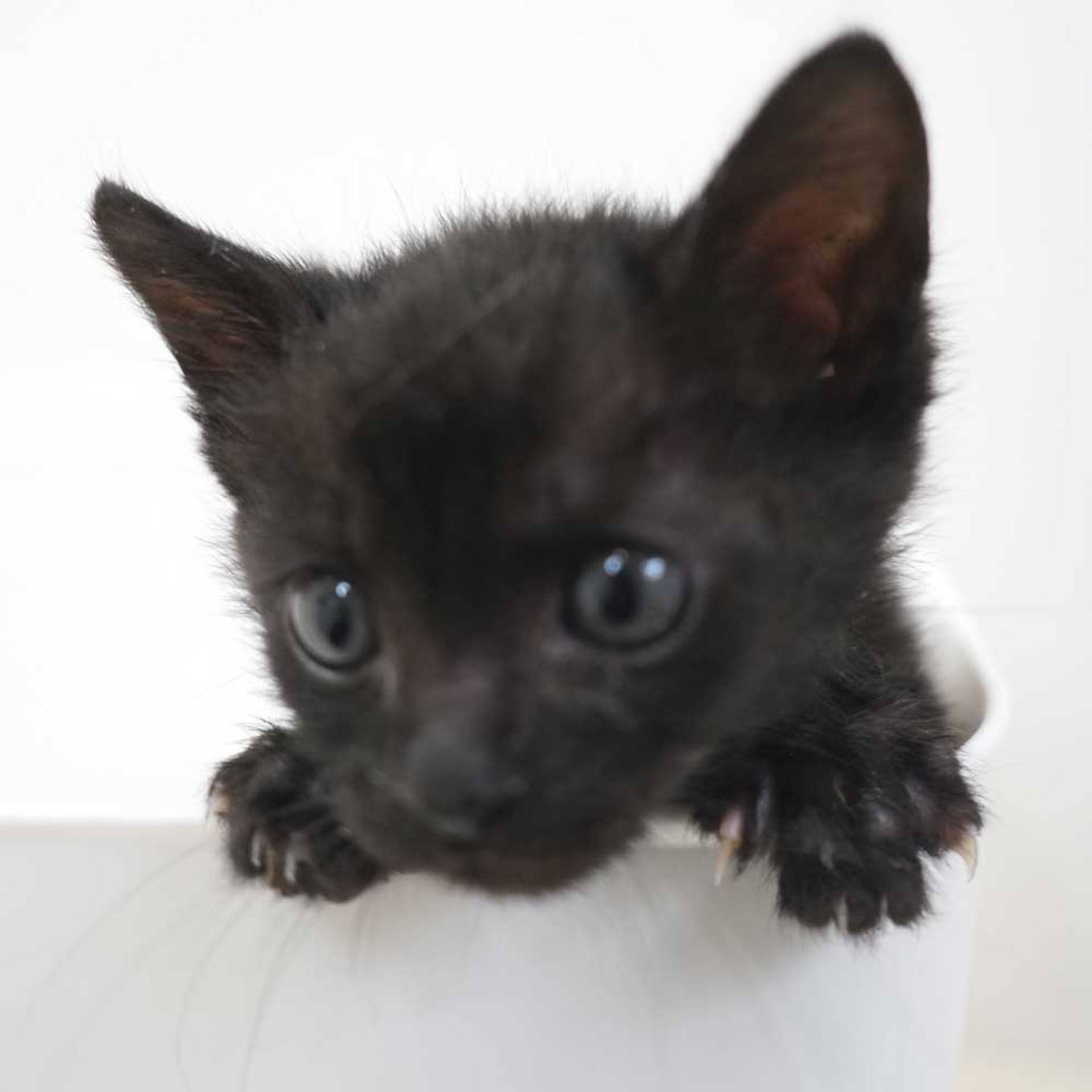 雑種（ミックス猫）・オスの里親募集の写真
