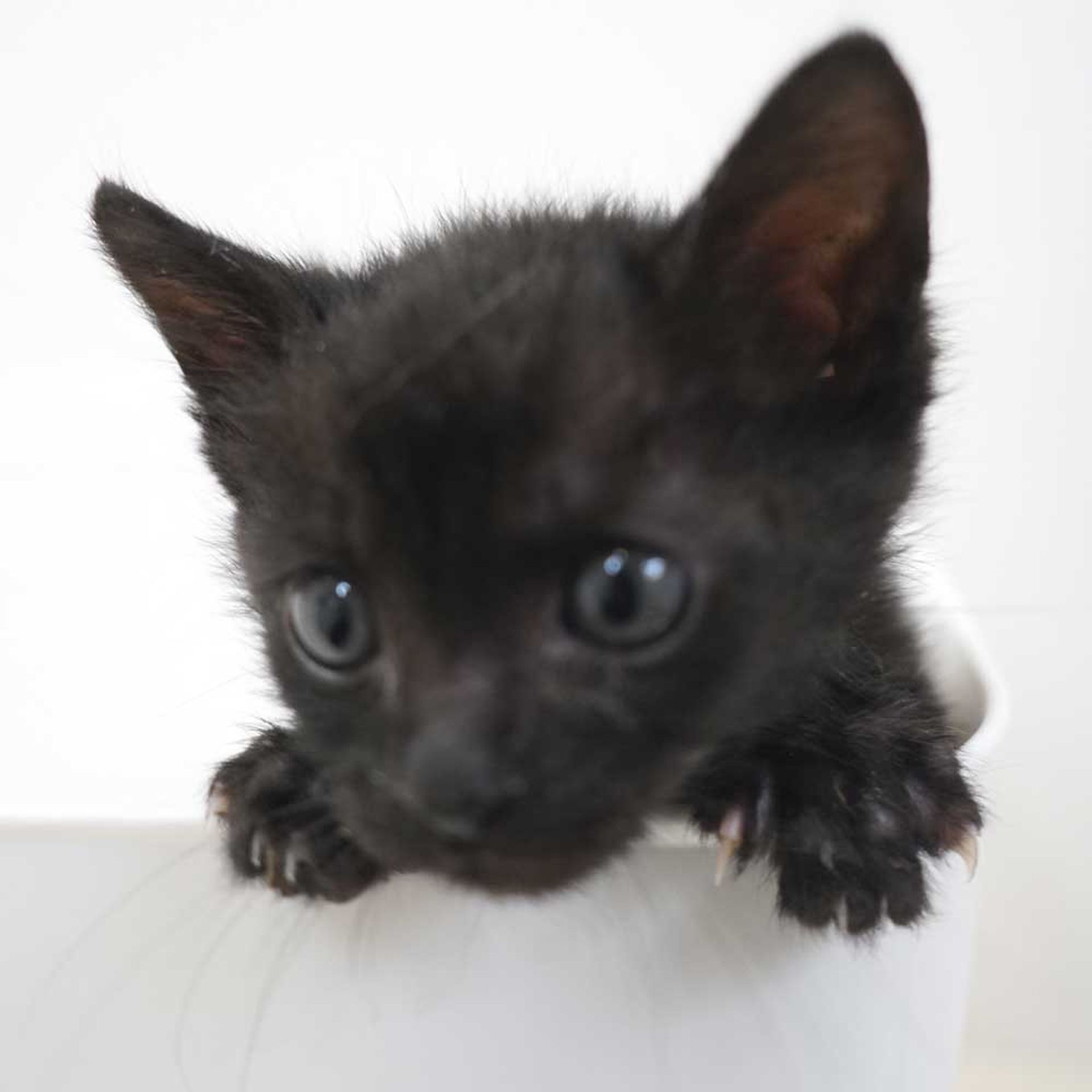 雑種（ミックス猫）・オスの里親募集の写真