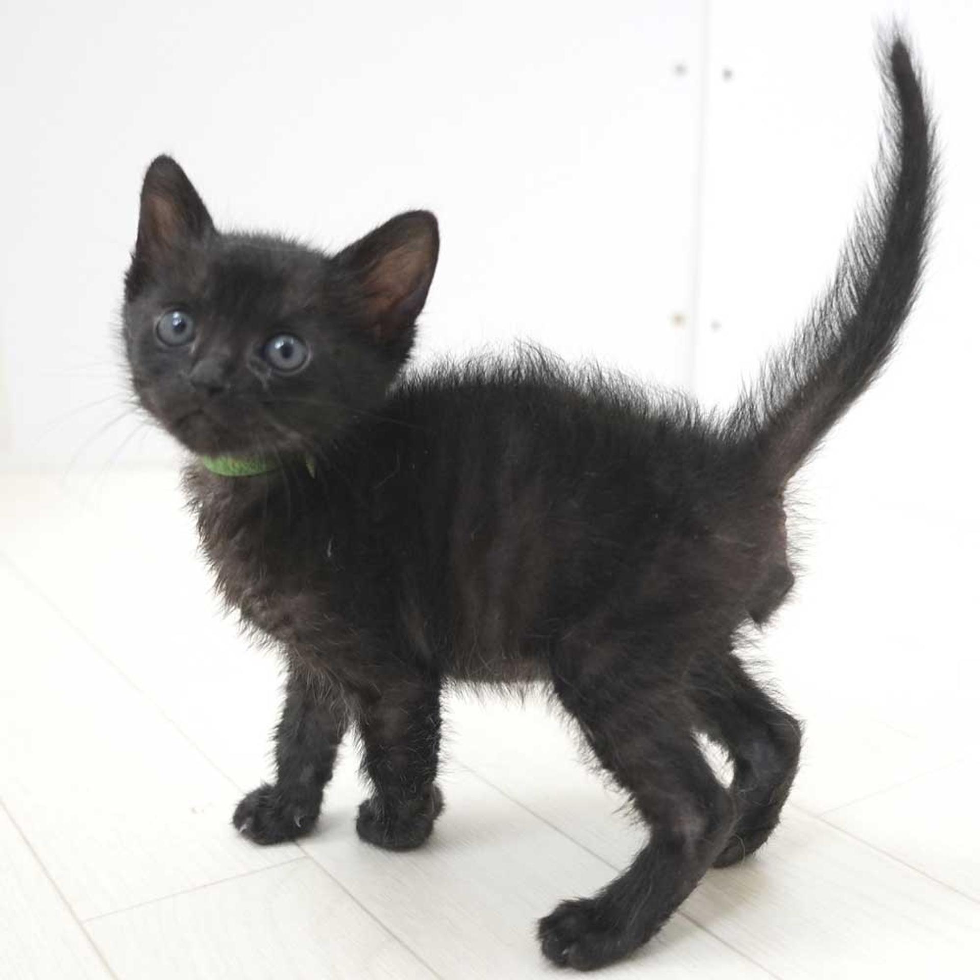 pet-image-3