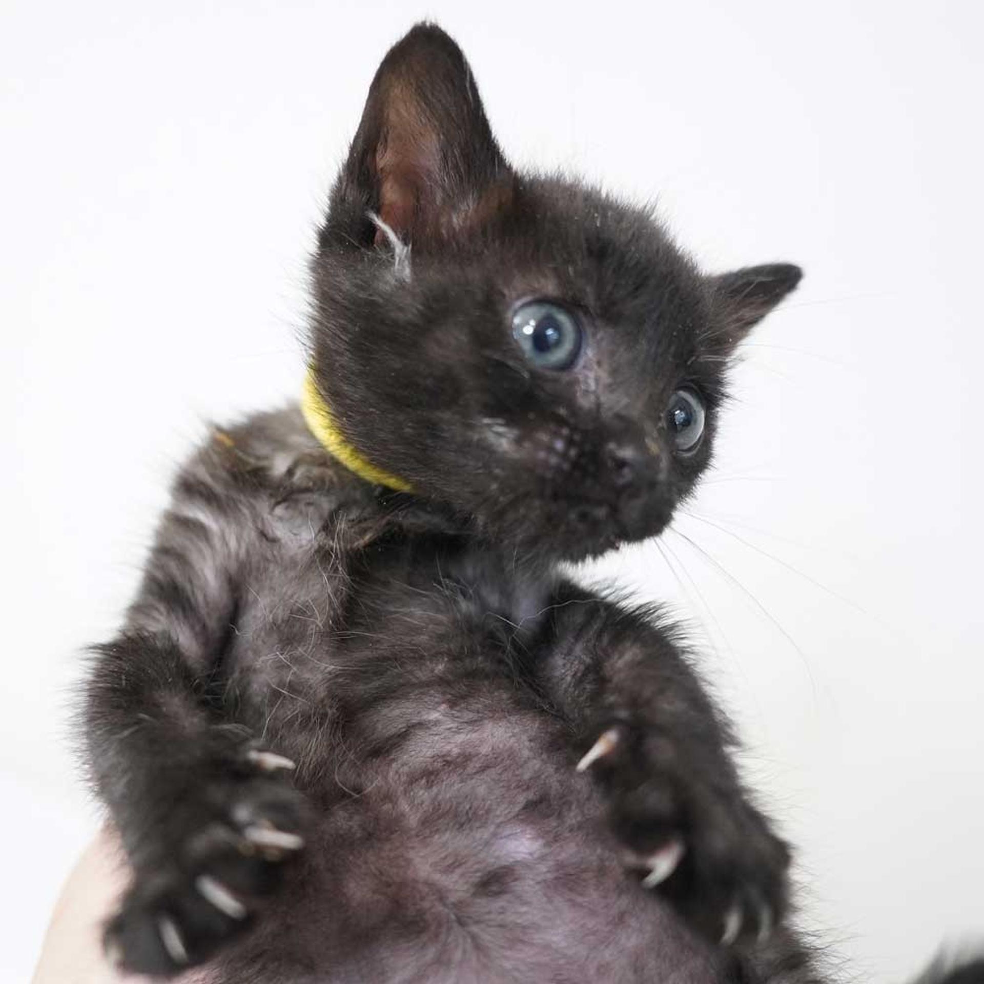 pet-image-7