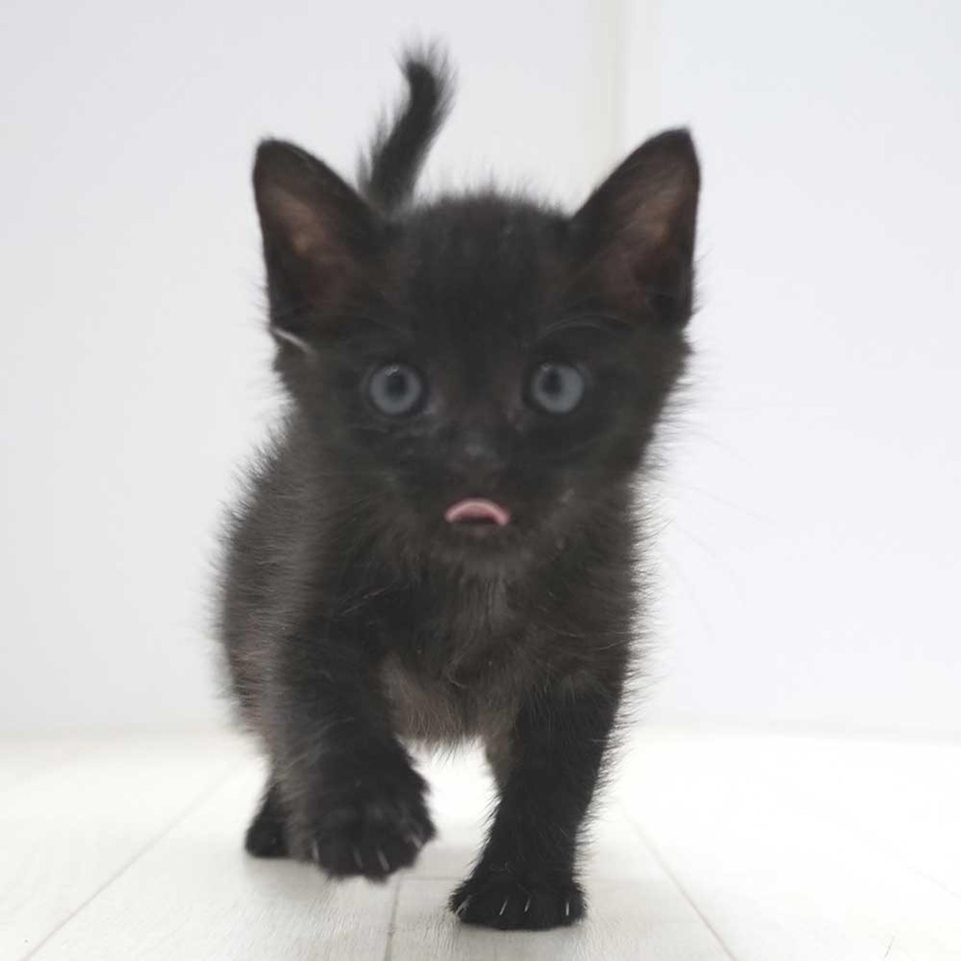 pet-image-6