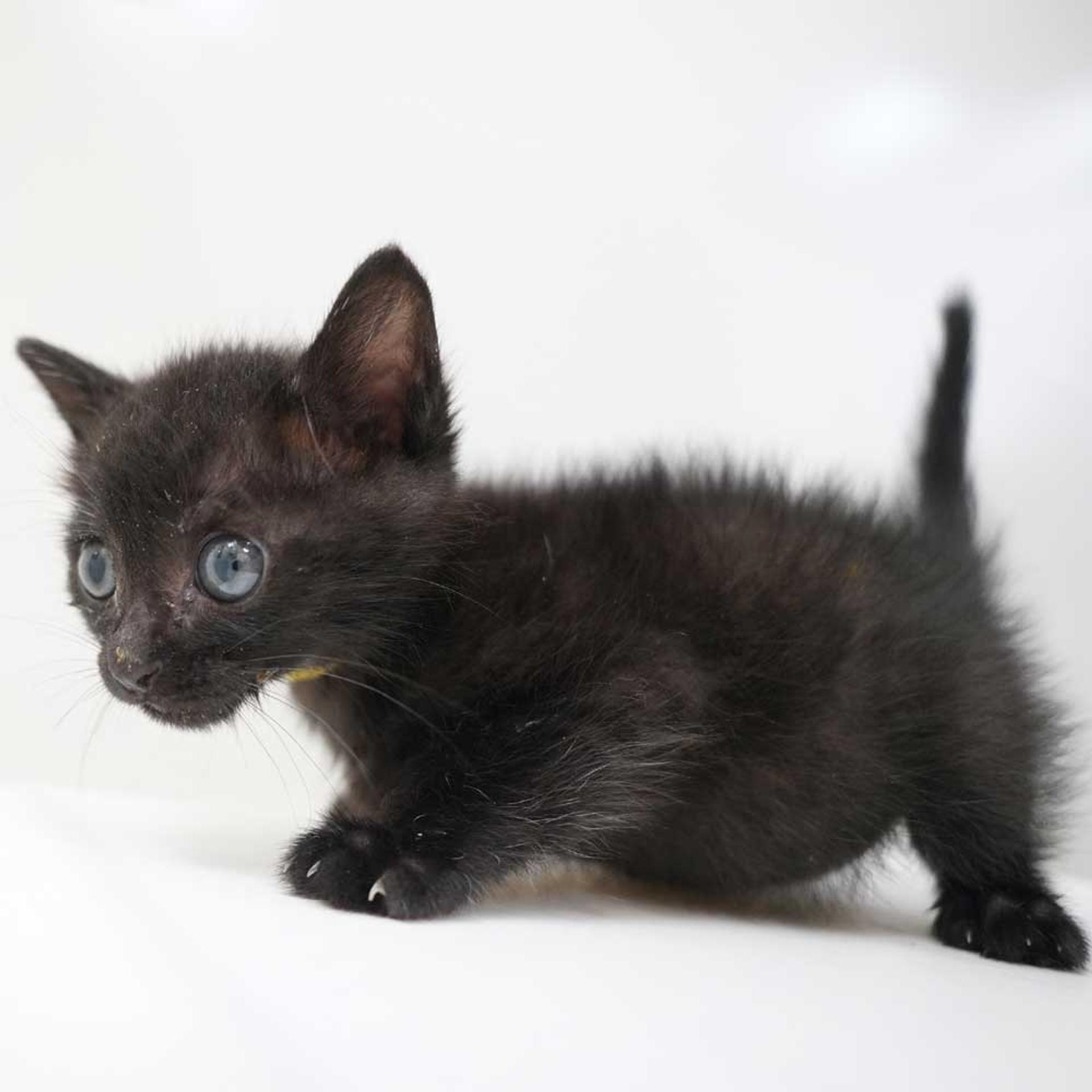 pet-image-9