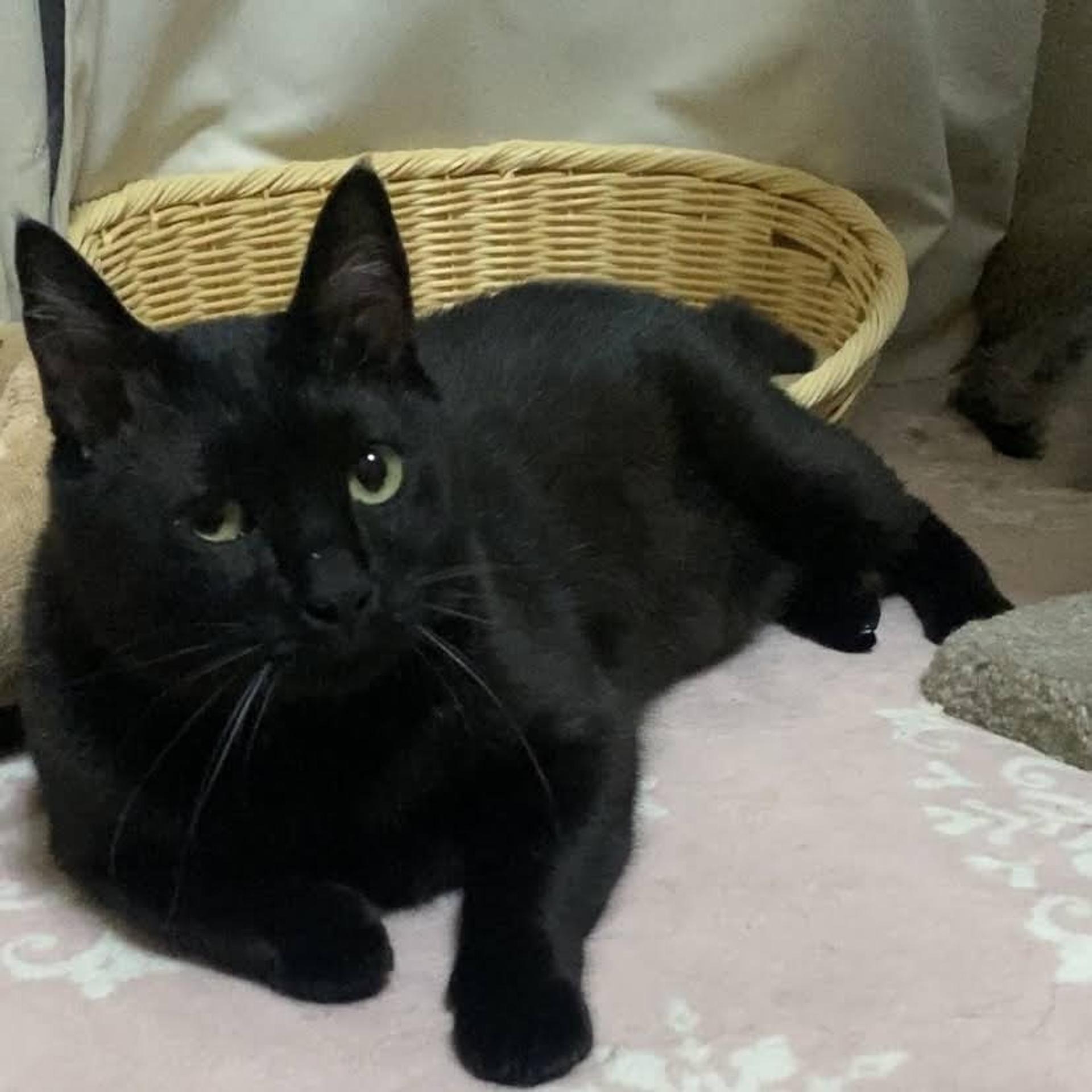 pet-image-3