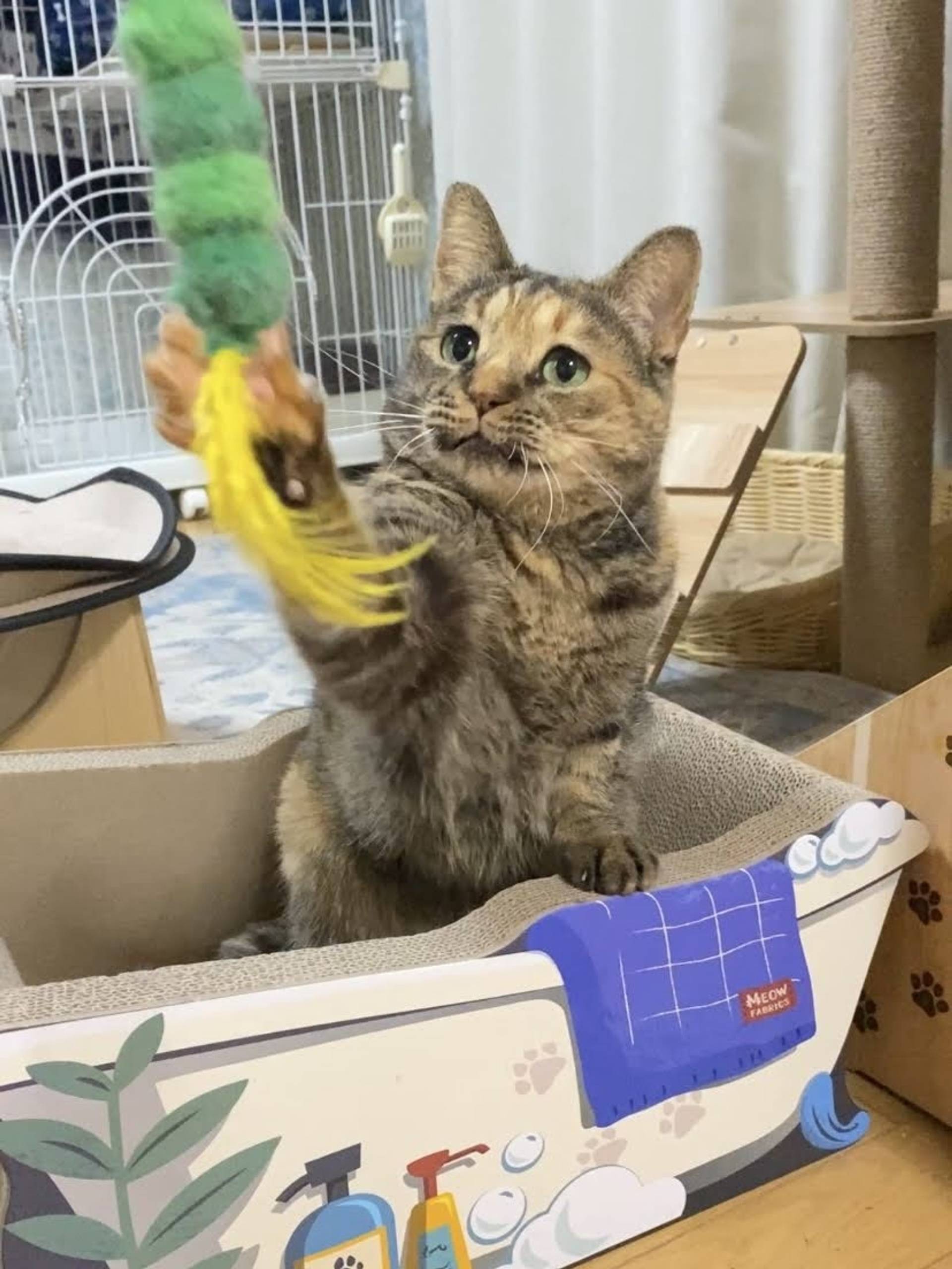 雑種（ミックス猫）・メスの里親募集の写真