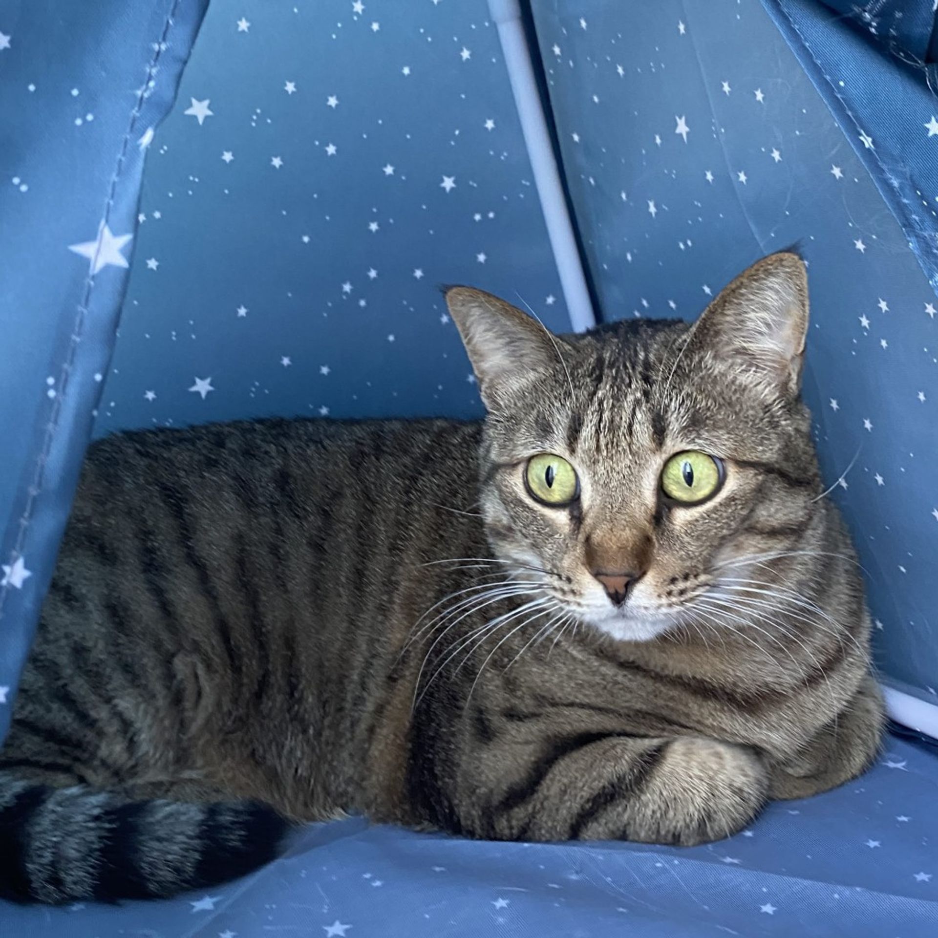 雑種（ミックス猫）・メスの里親募集の写真