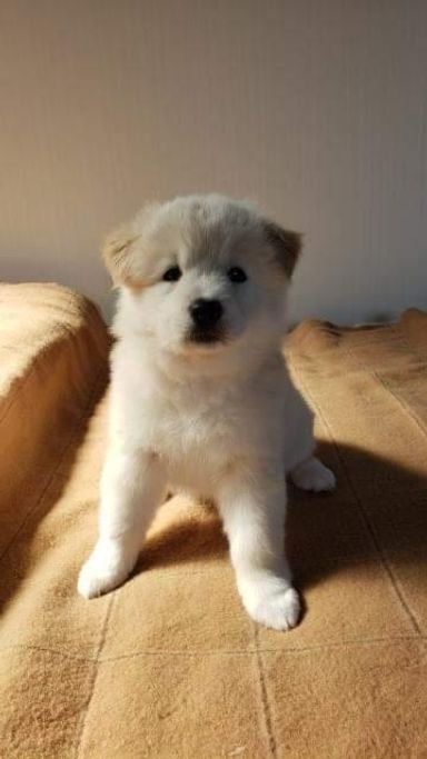 サモエド風子犬2ヶ月しょうちゃんの写真