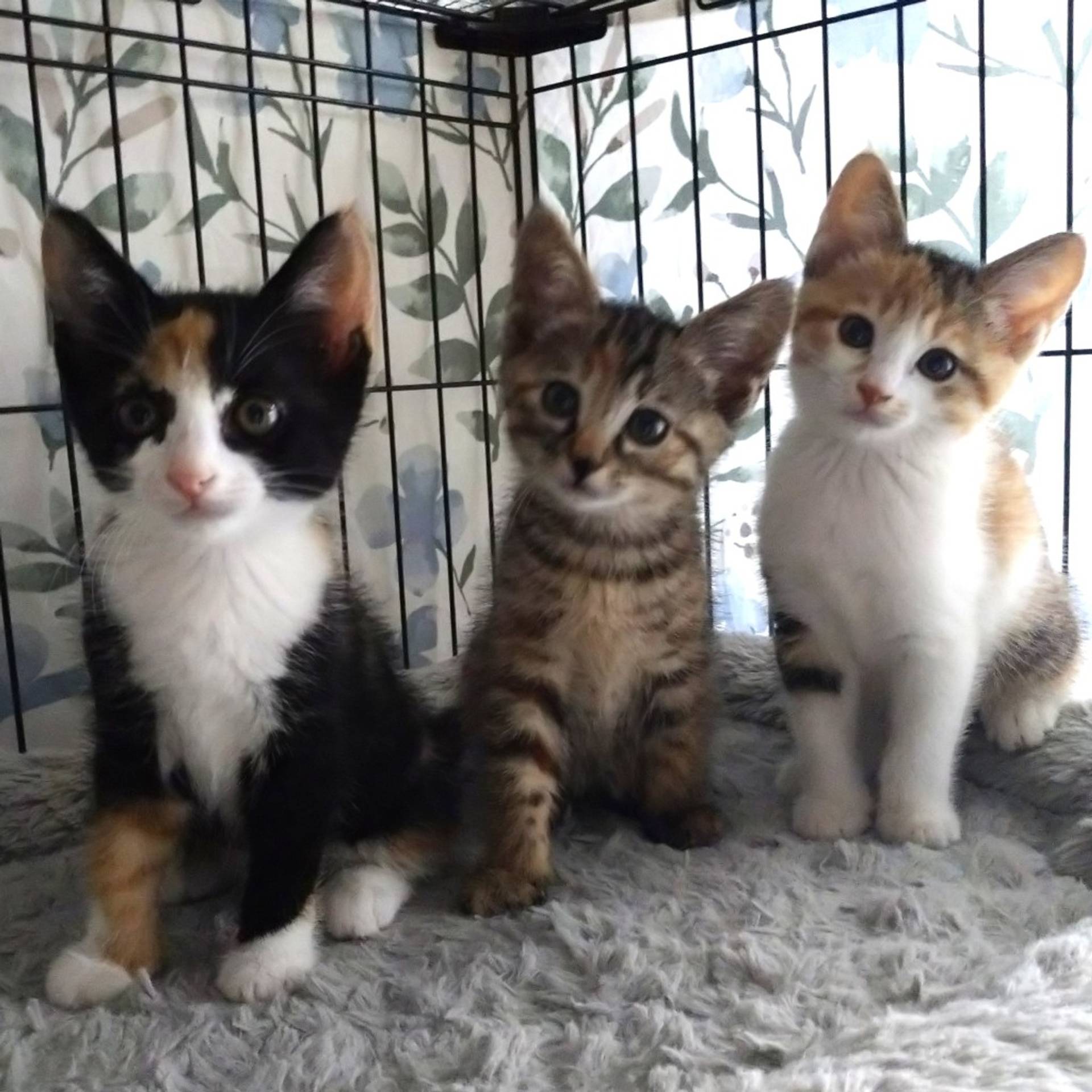 雑種（ミックス猫）・メスの里親募集の写真